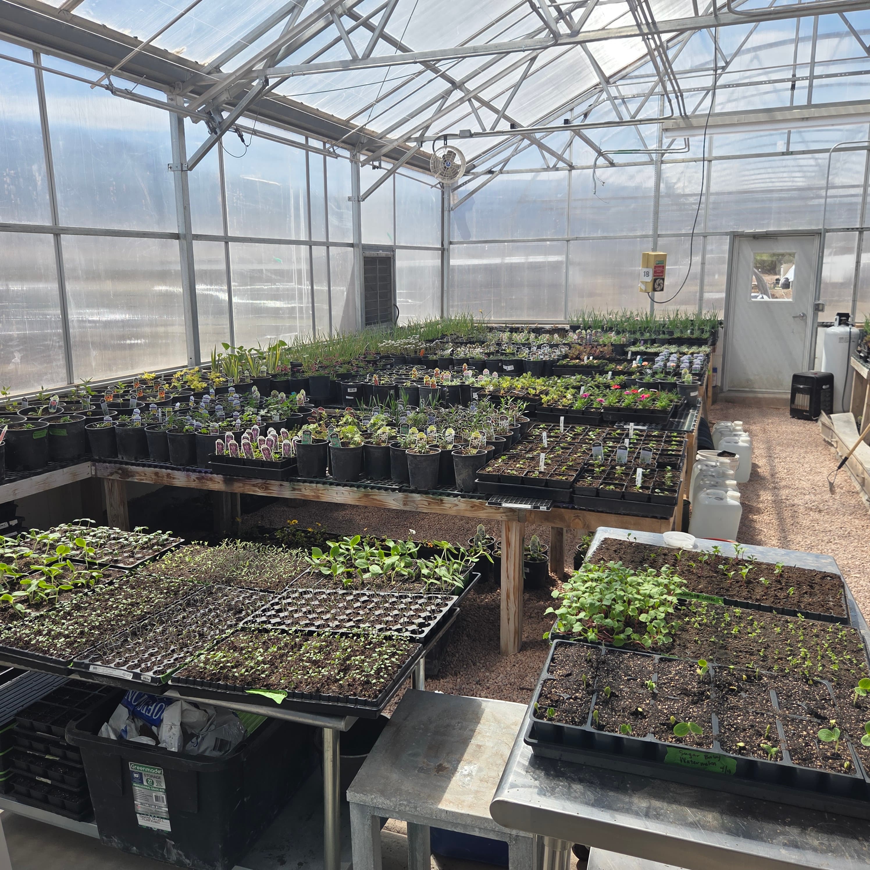 Full greenhouse in spring, benches loaded with starts