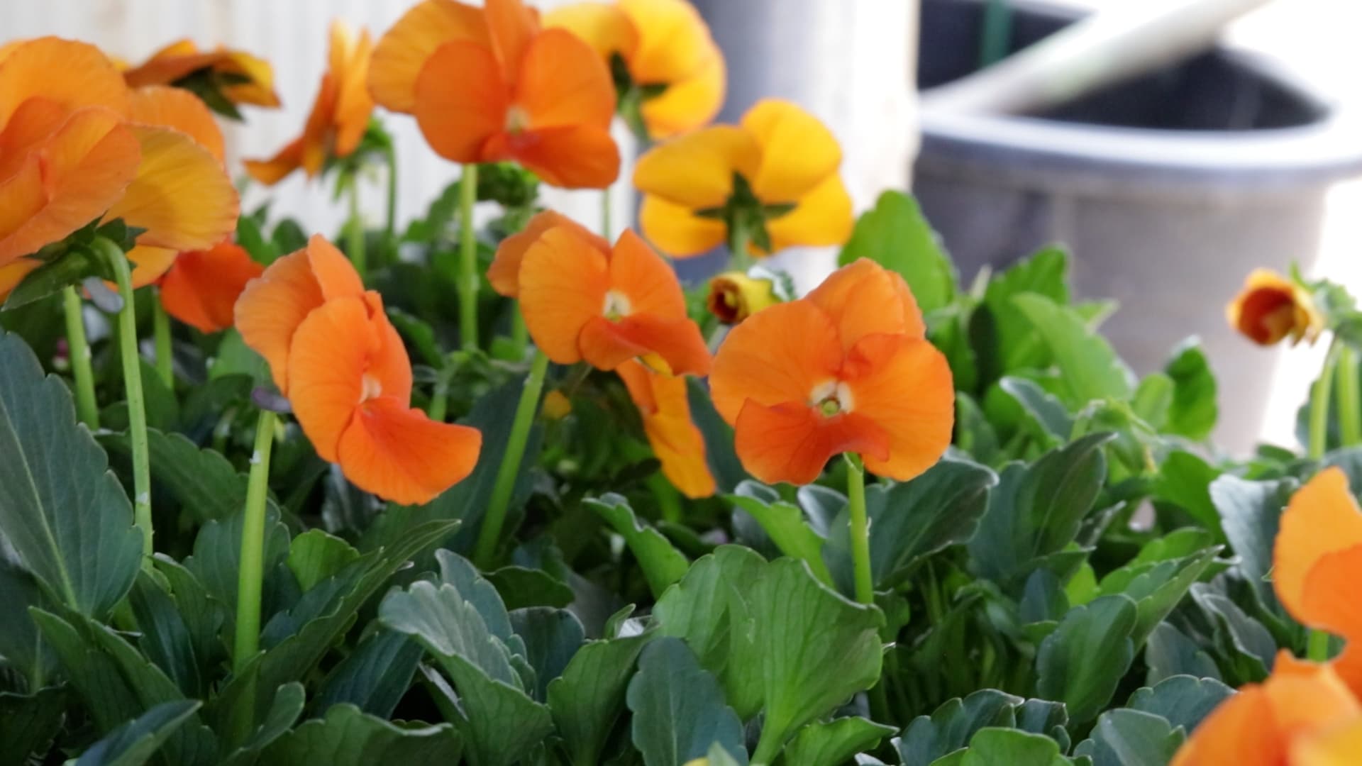 Pansy