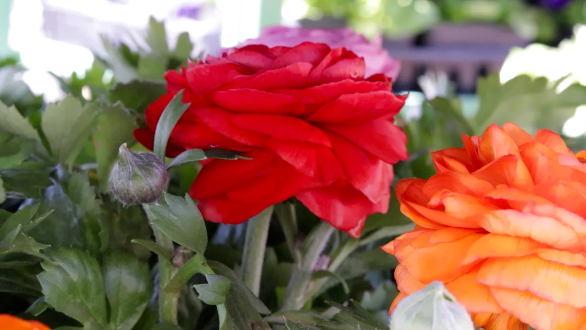 Ranunculus color range