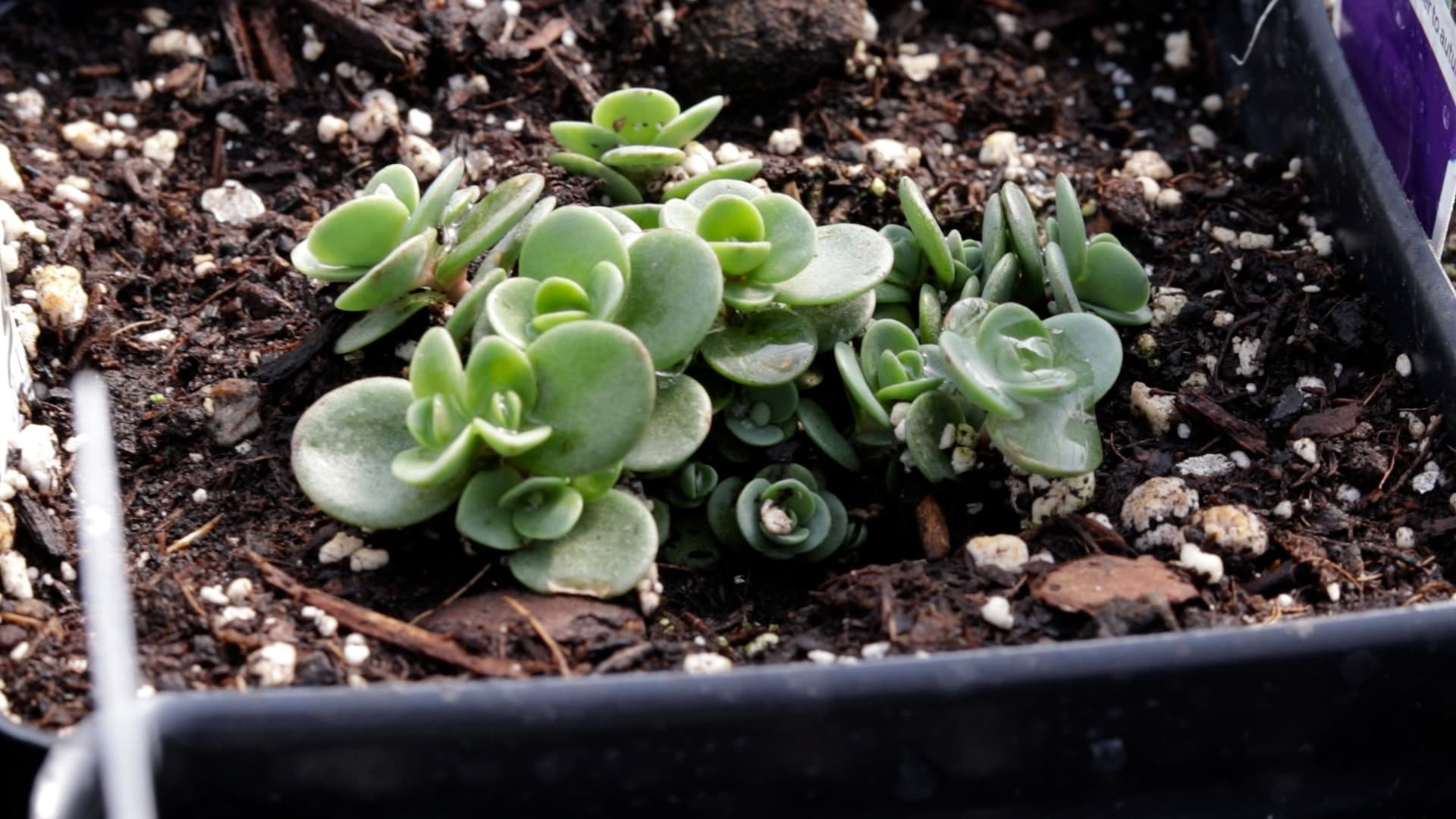 Stonecrop (Lime Zinger)