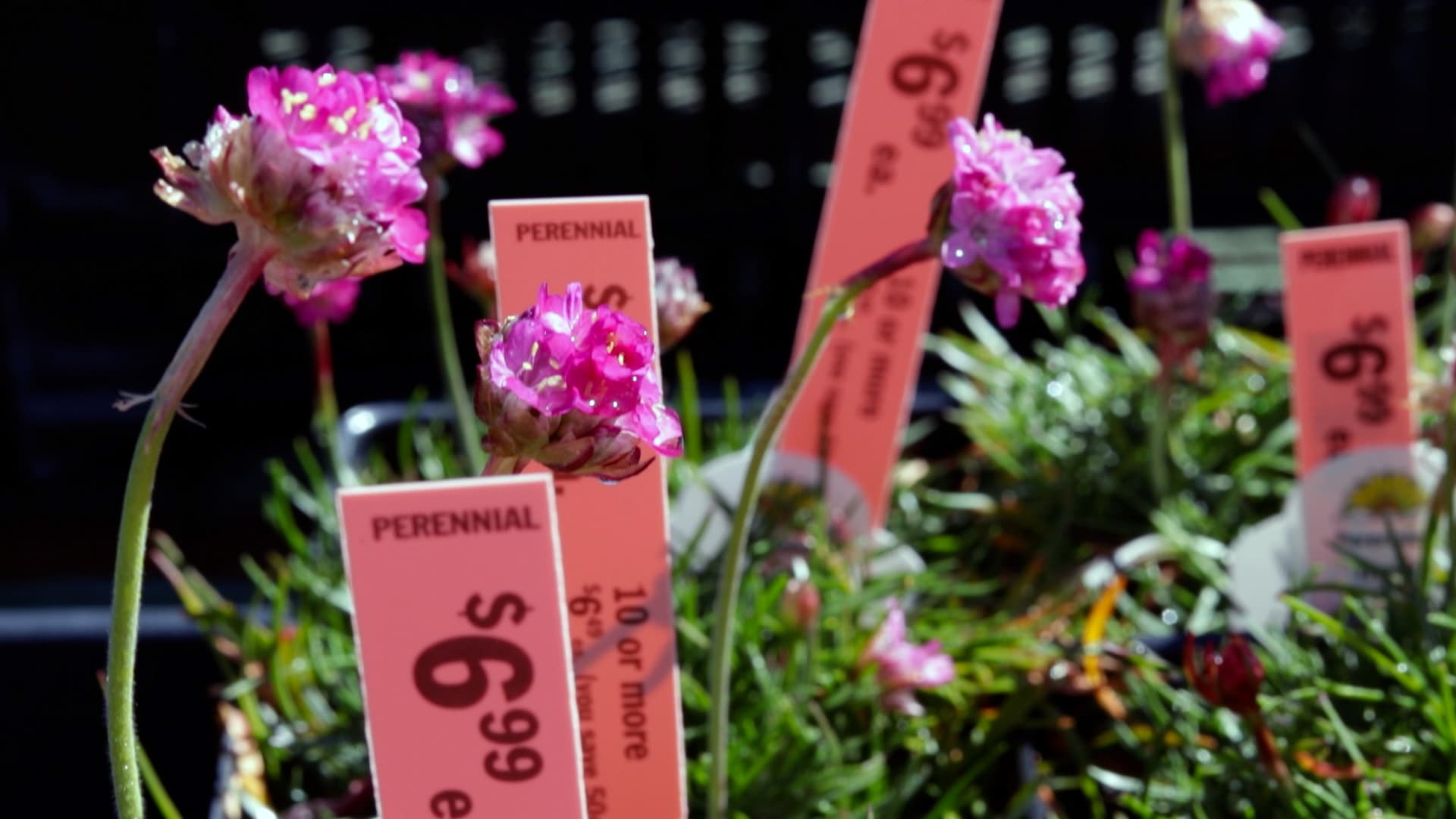 Thrift (Splendens)