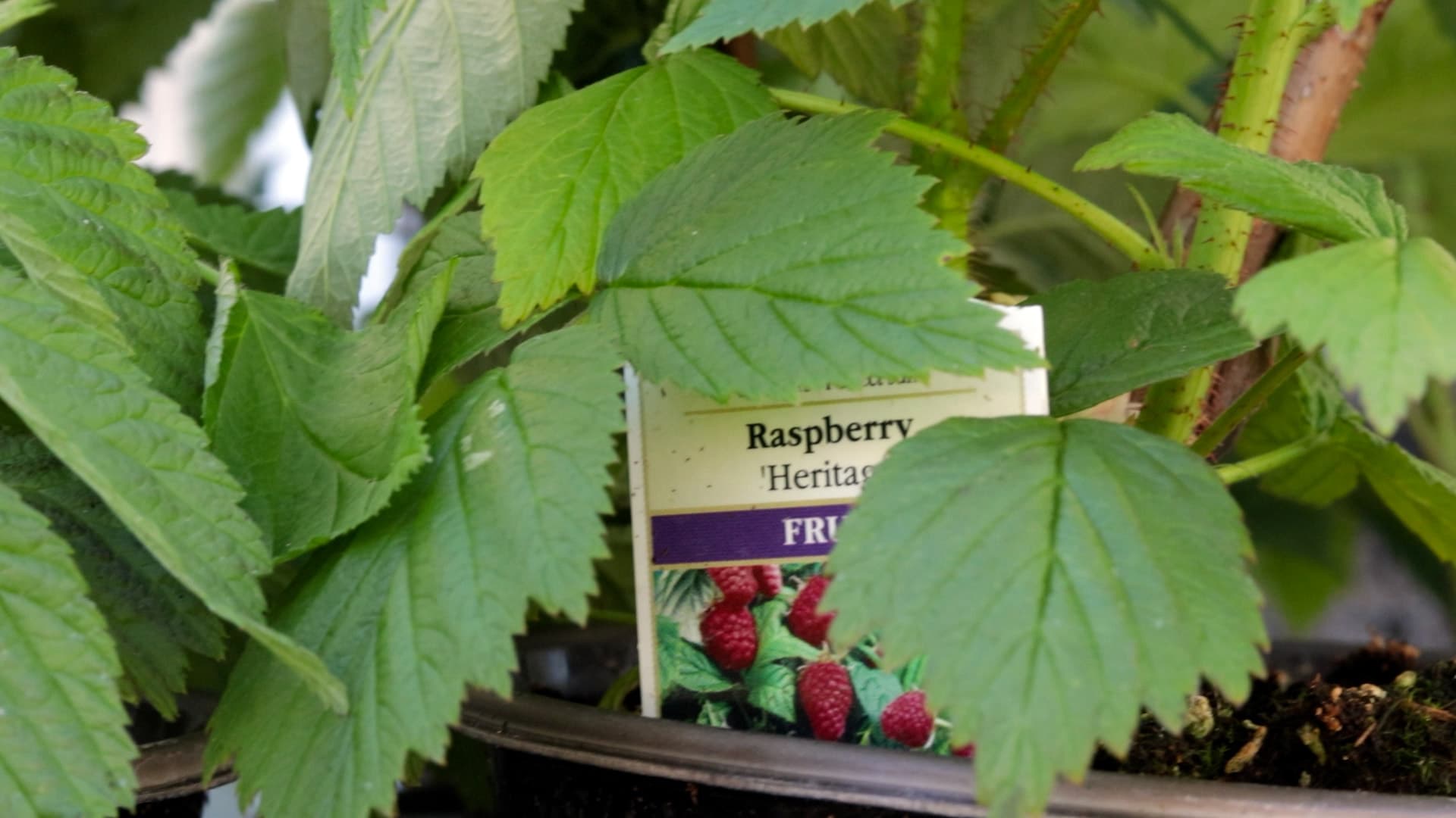 Raspberry