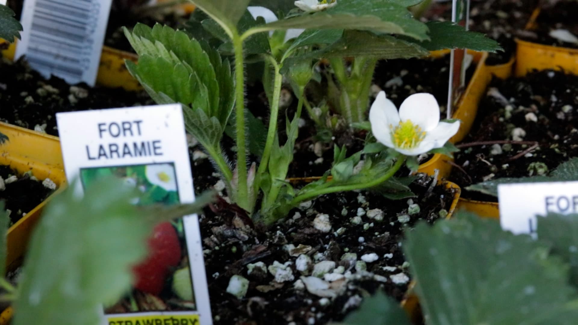 Everbearing strawberries