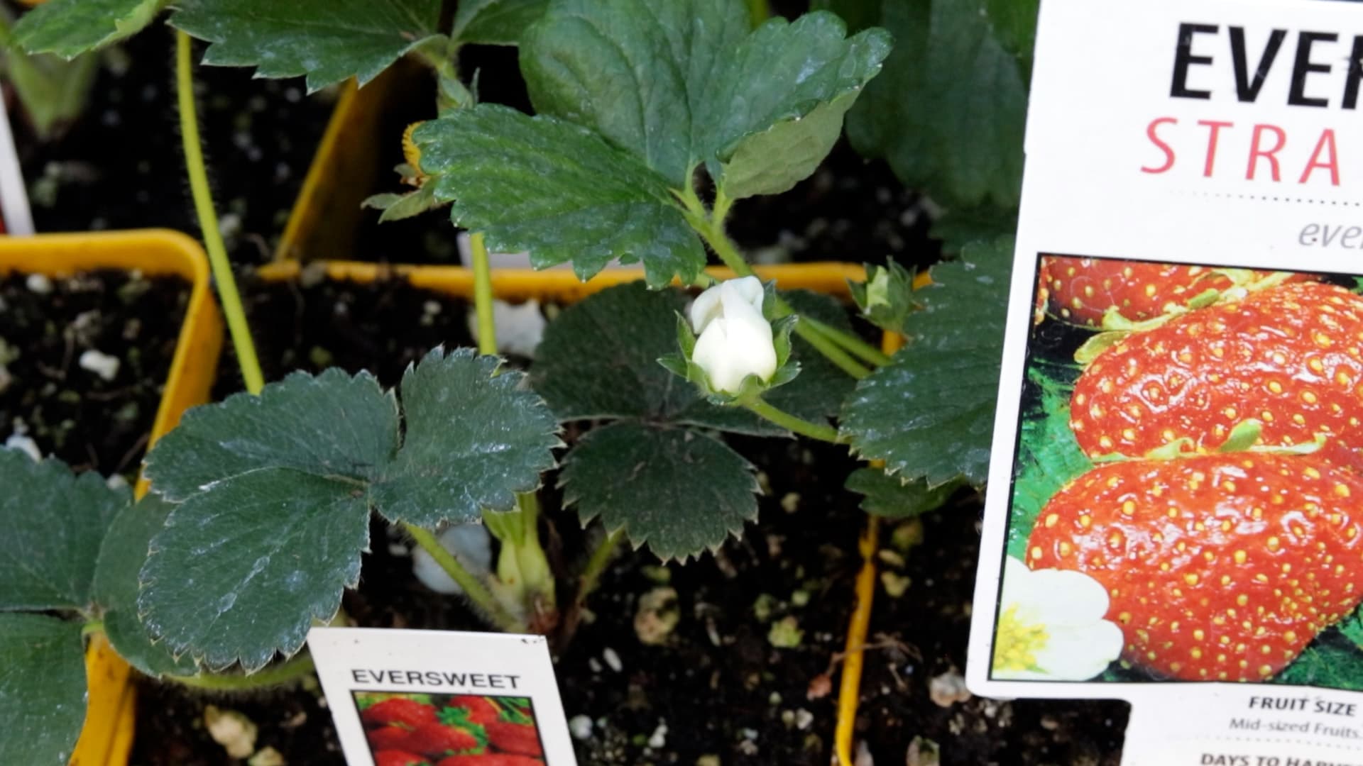 How to Amend Alkaline Soil (The Utah Way)