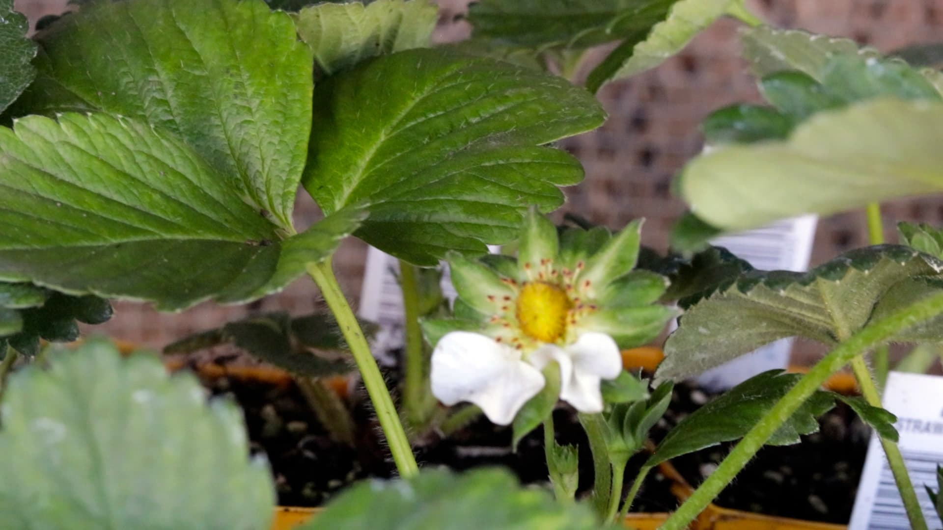 Eversweet strawberries
