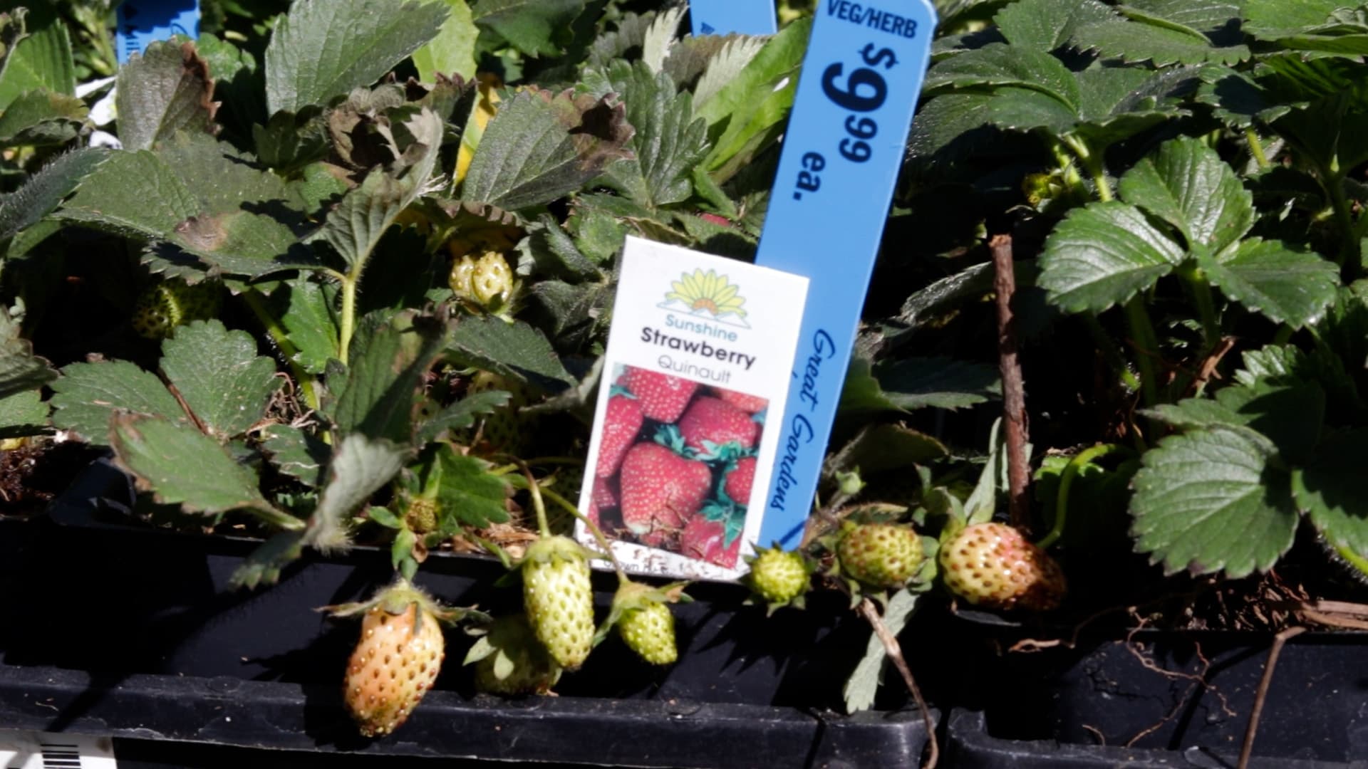Strawberry-Rhubarb Jam (Quinault)