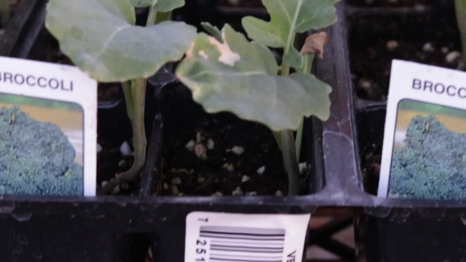 Soil amendments that actually work