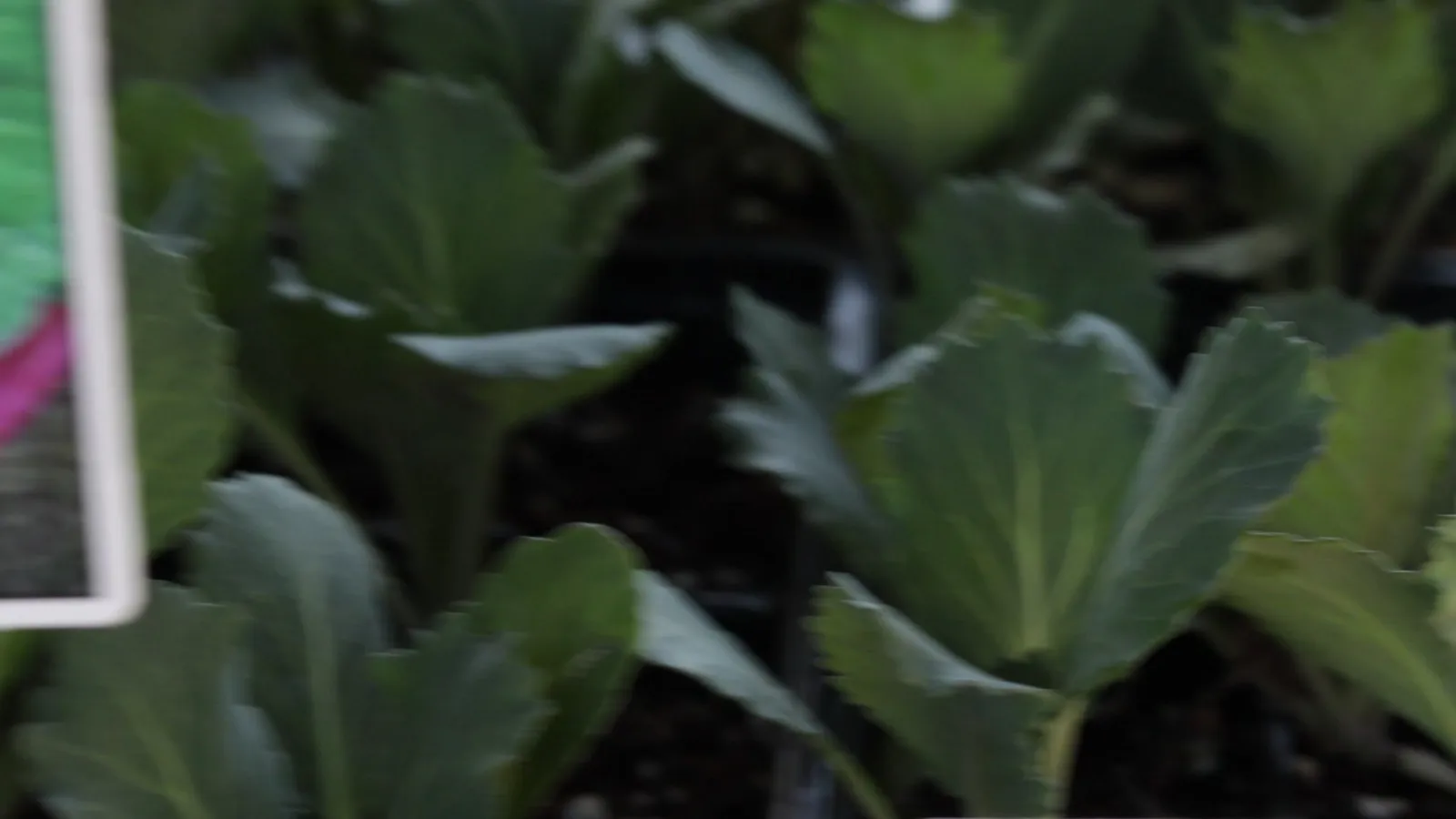 Building and using a cold frame