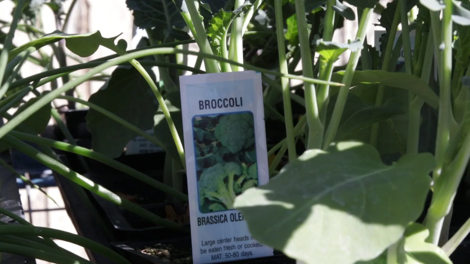 Cover crops for cold-winter gardens