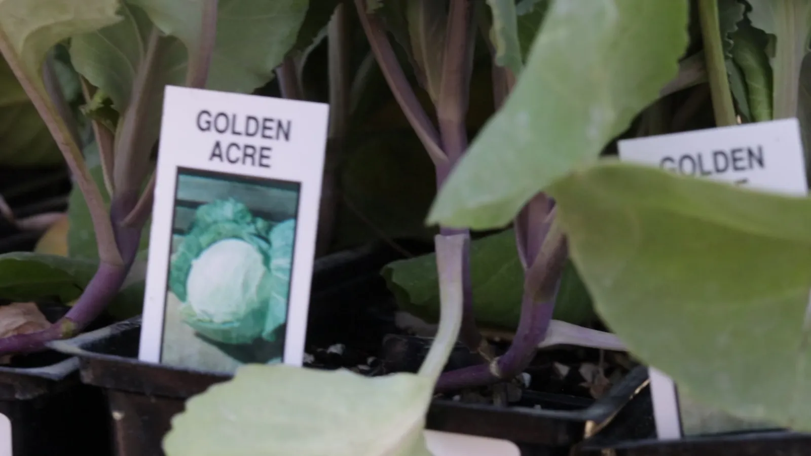 A 4-year crop rotation for Utah vegetables