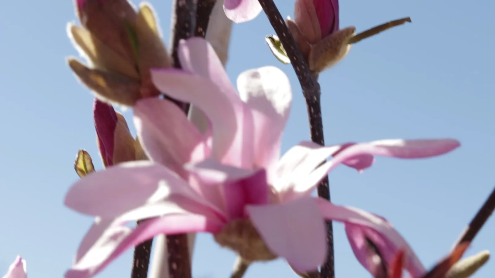 Fruit trees that survive Utah winters