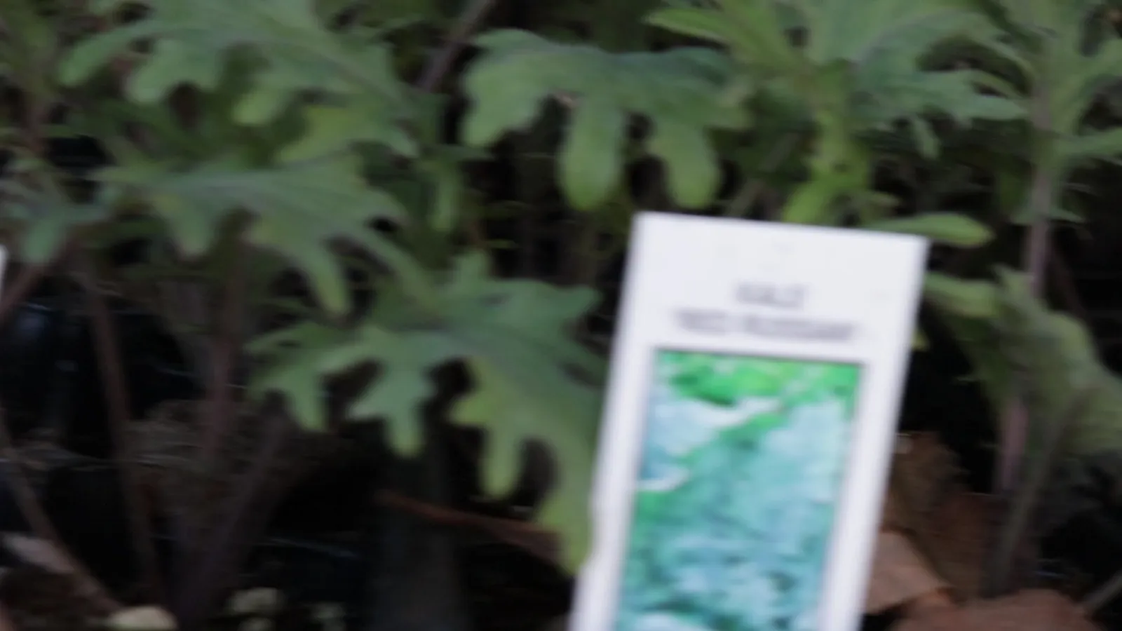 Mulching strategies for Utah dirt