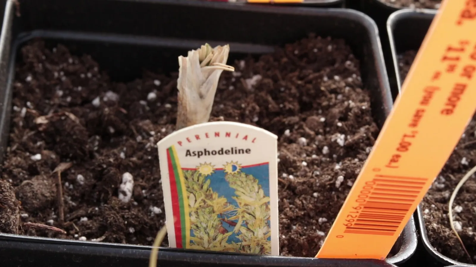 Utah native plants for landscaping