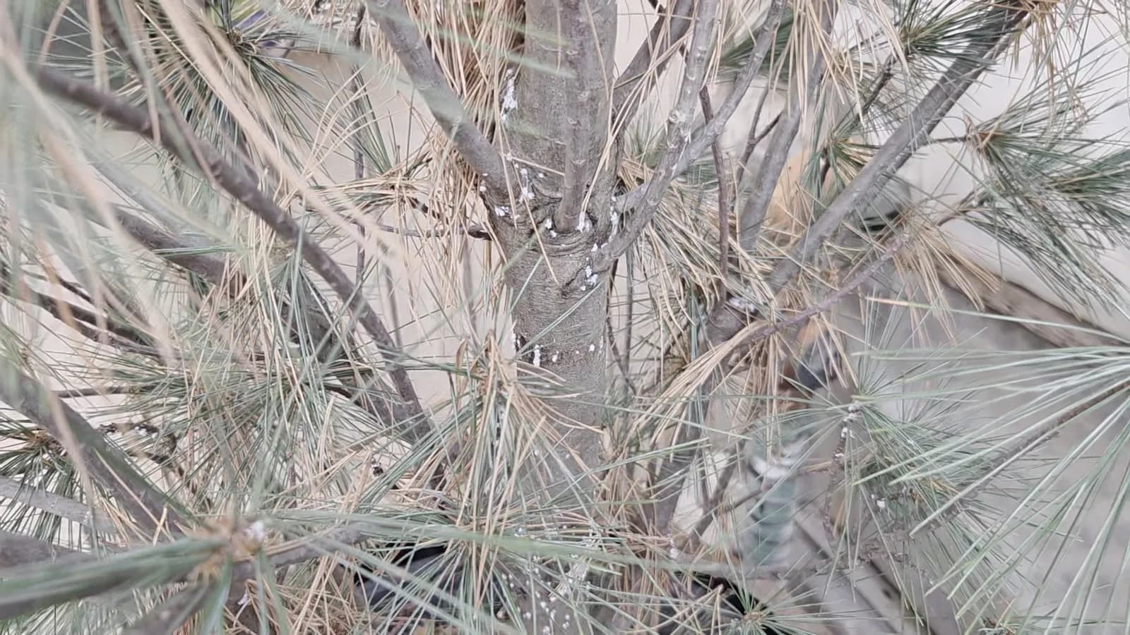 IPM pest calendar — Utah
