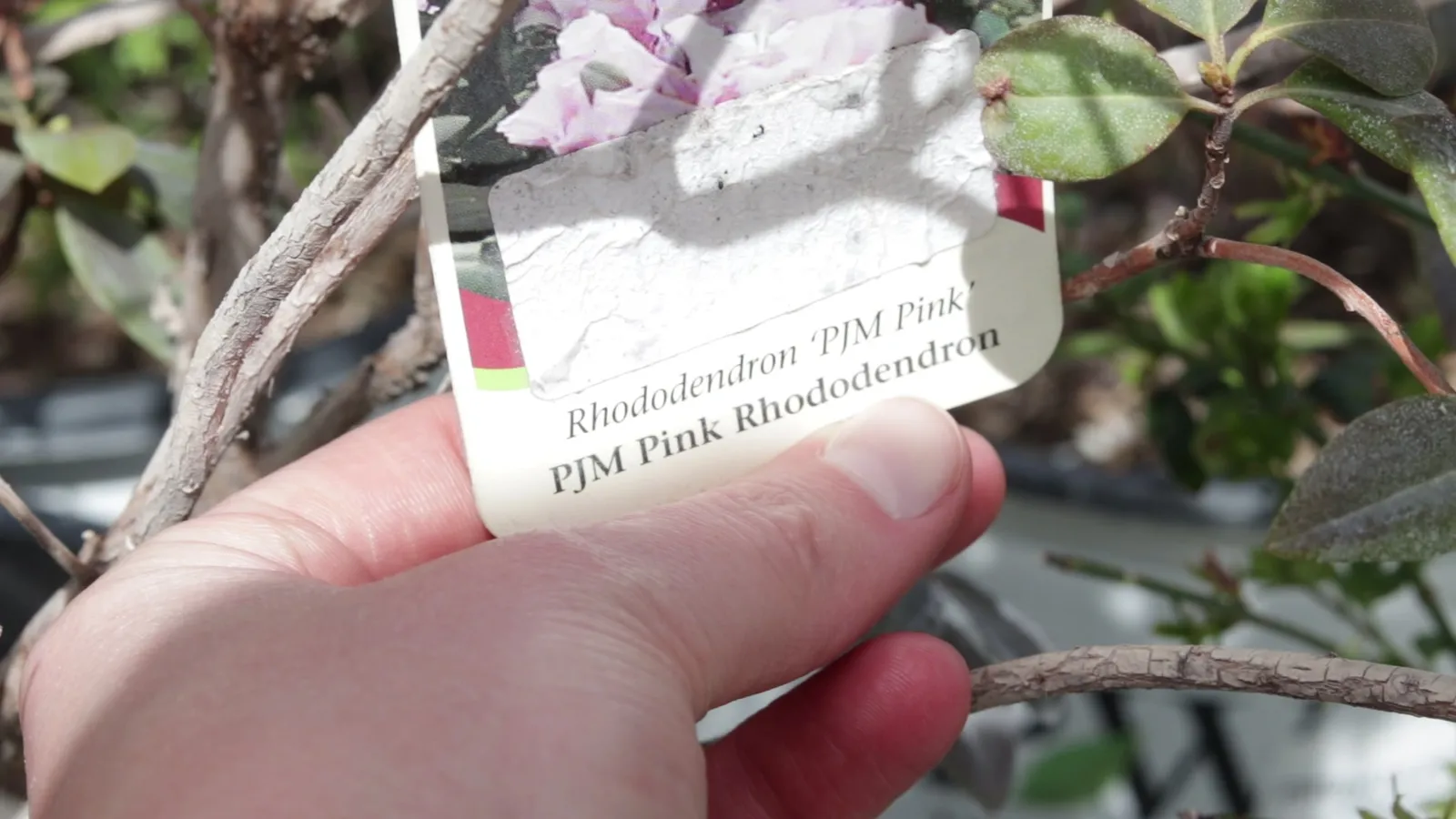 Roses that thrive in Utah