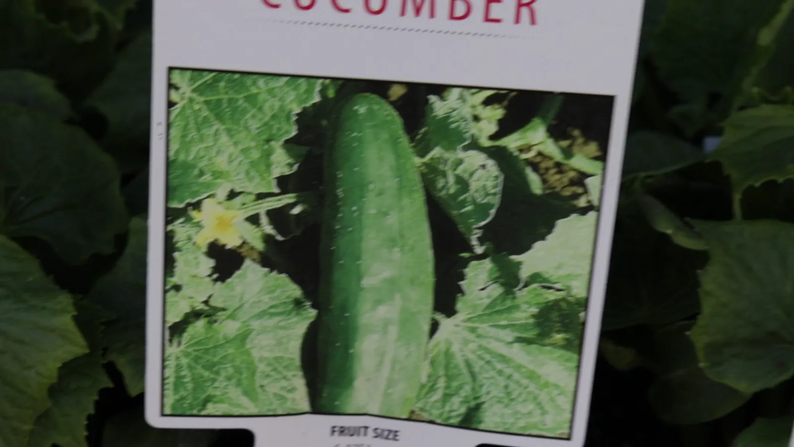 Saving your own seed