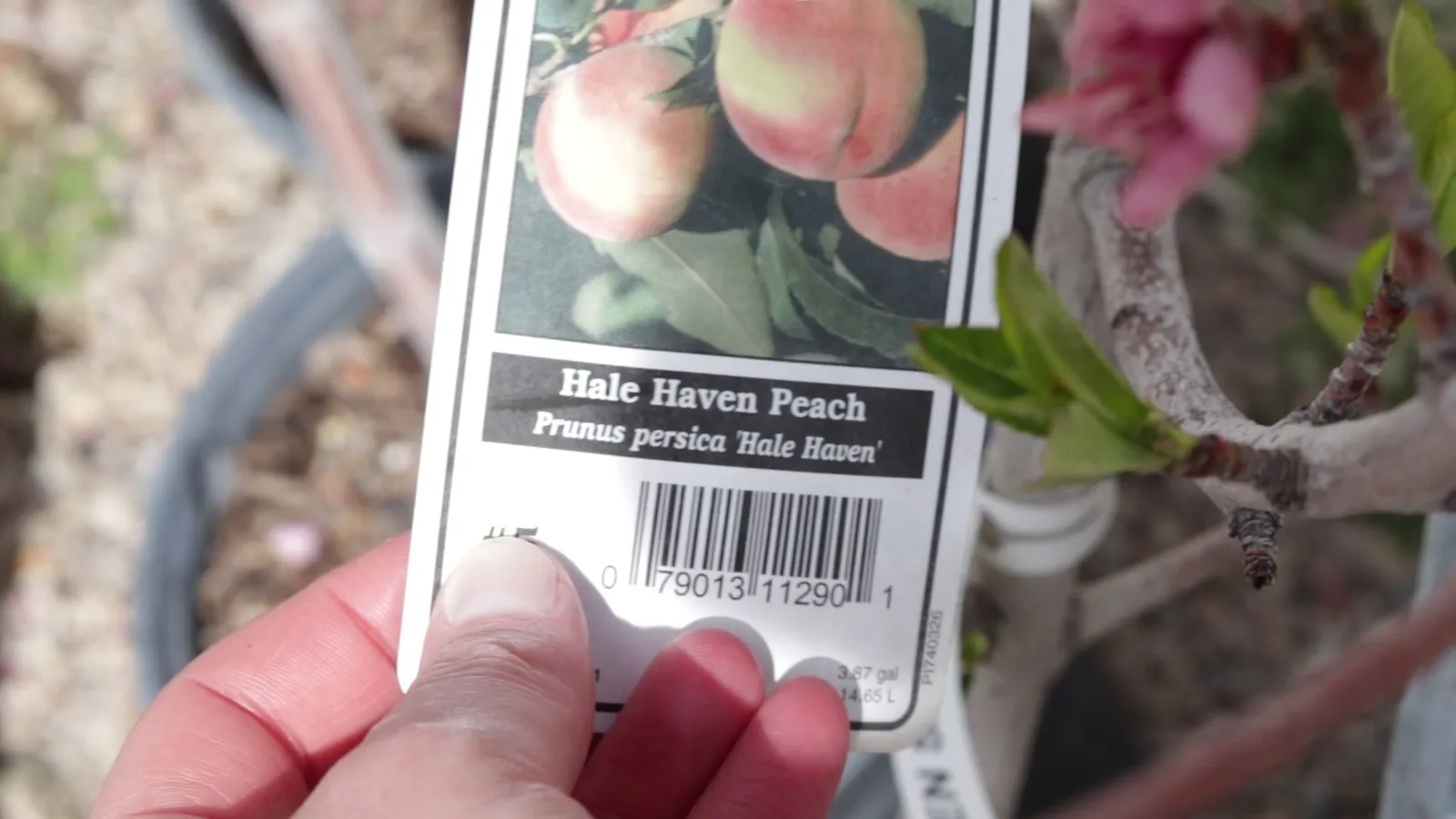 Fruit tree pruning for backyard orchards