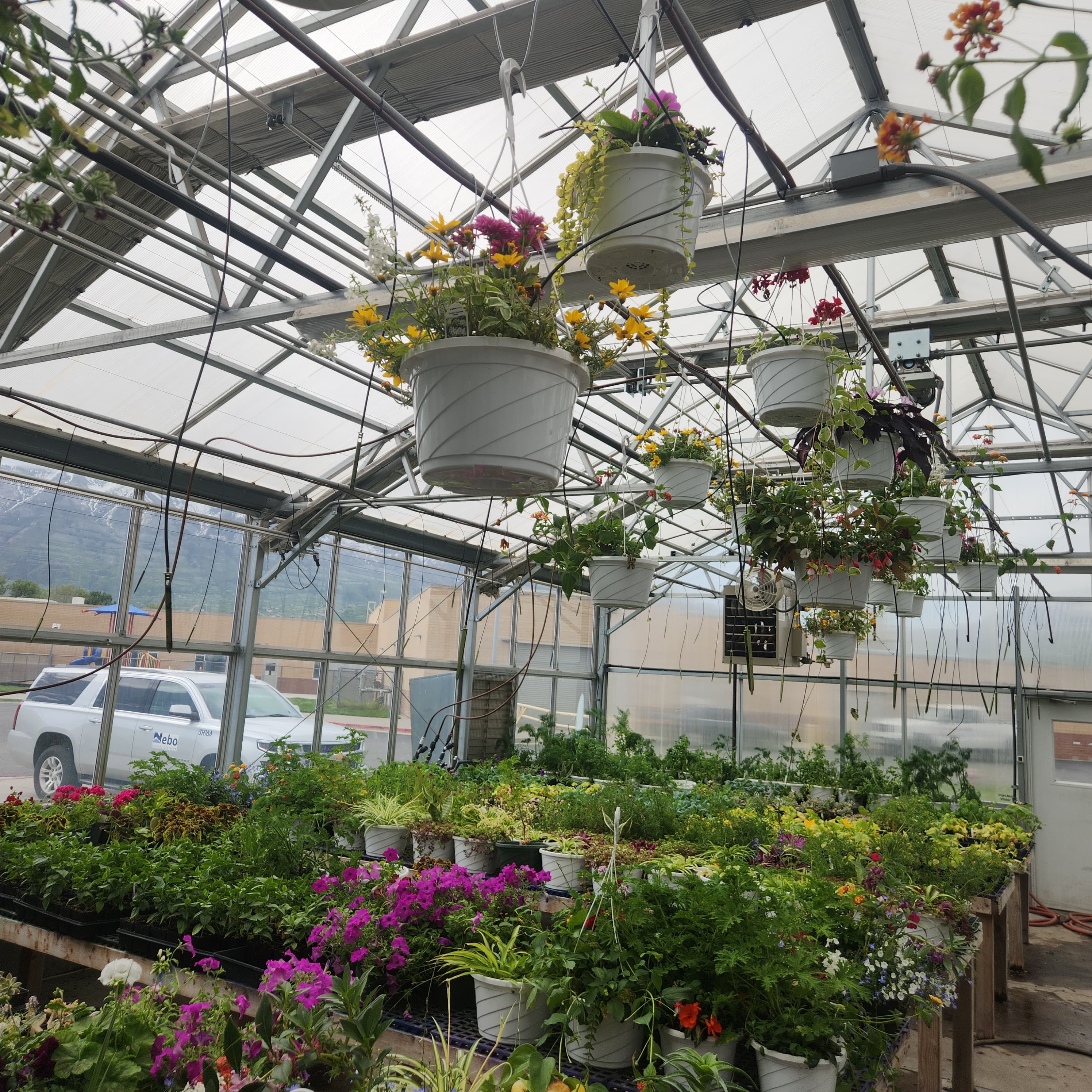 Inside the greenhouse — hanging baskets and benches full of flowers