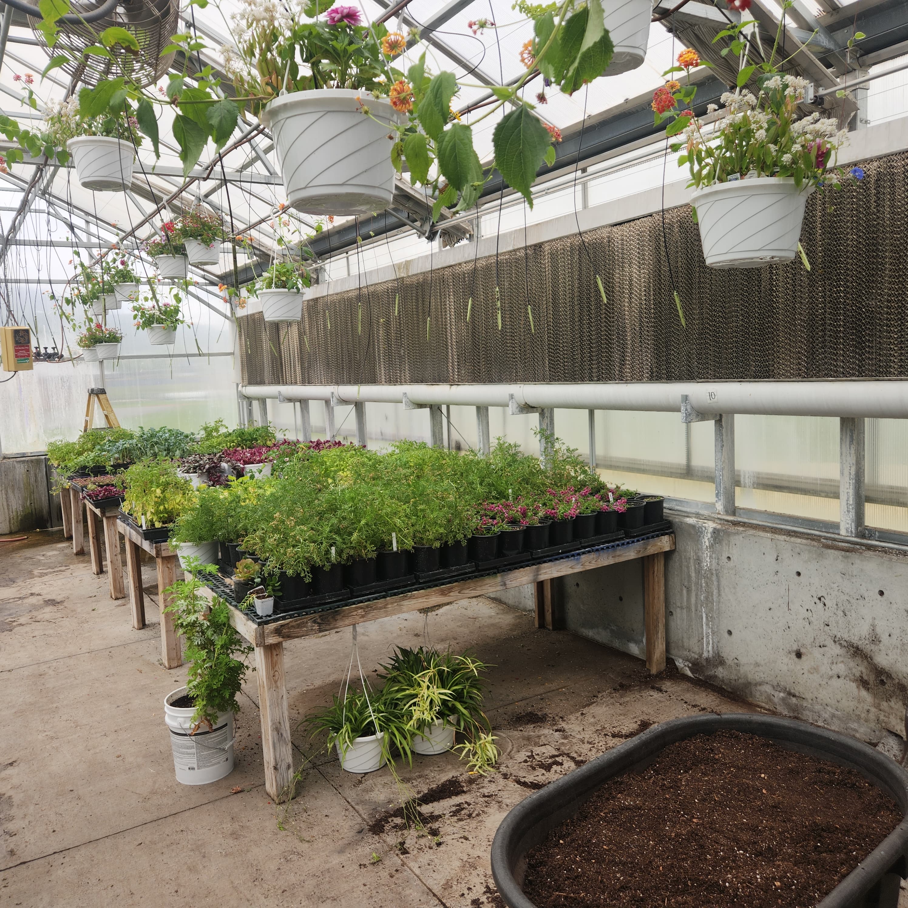 Inside the greenhouse, benches of seedlings