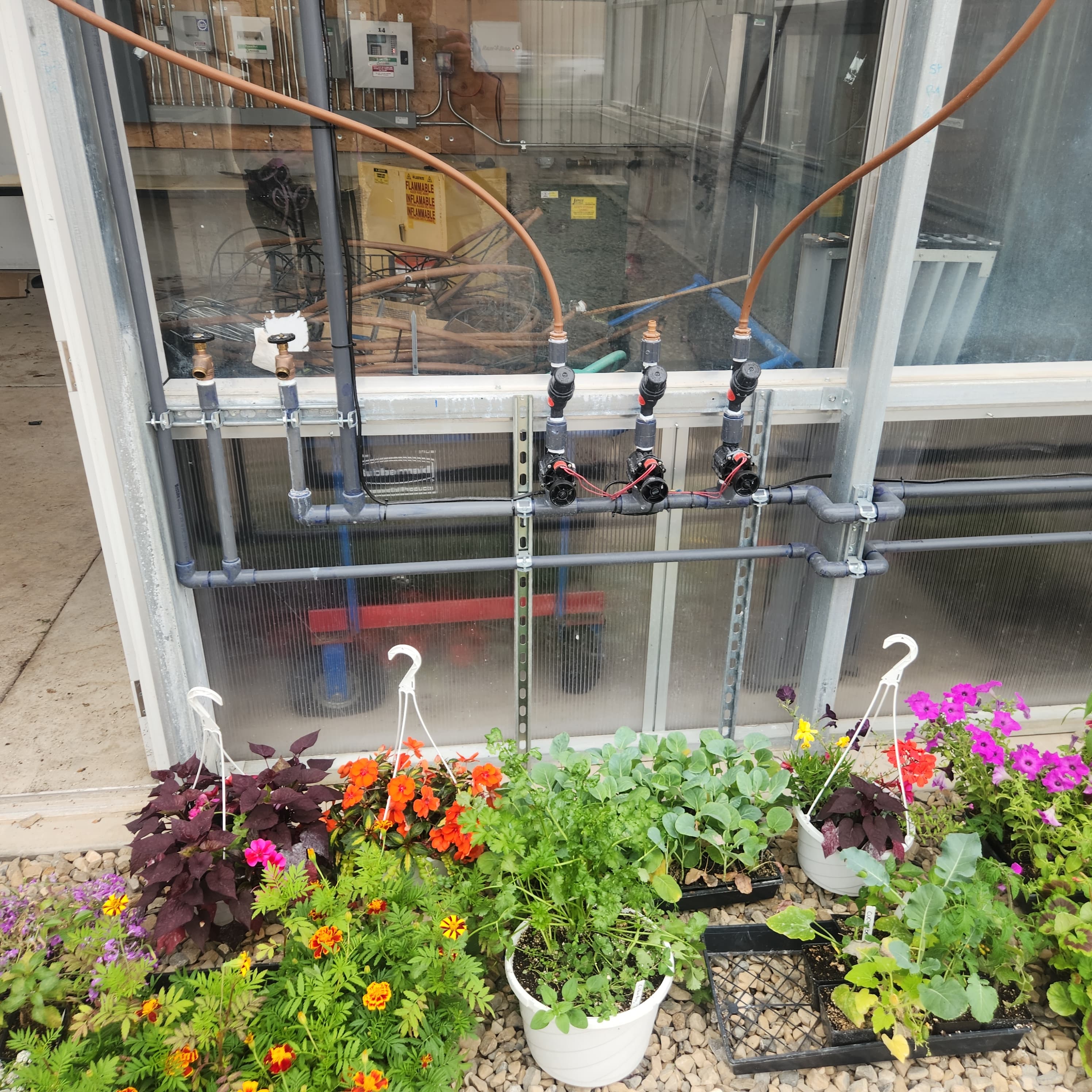 Drip irrigation lines feeding pots in the greenhouse