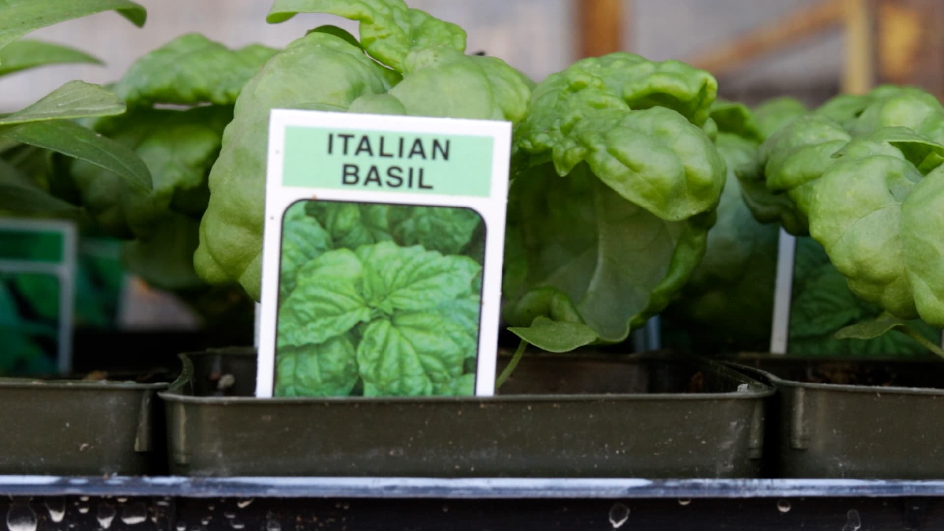 Basil