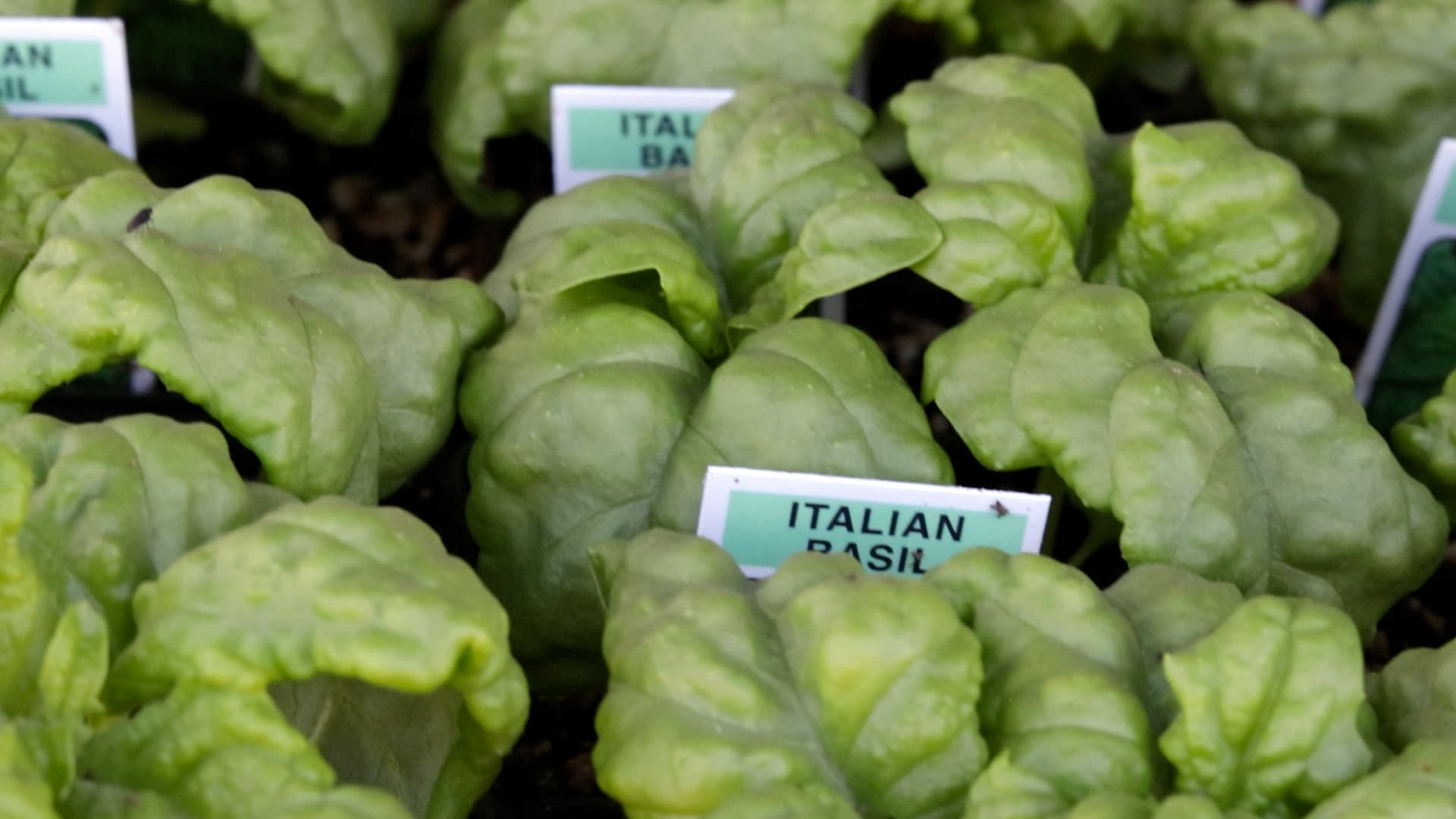Italian basil