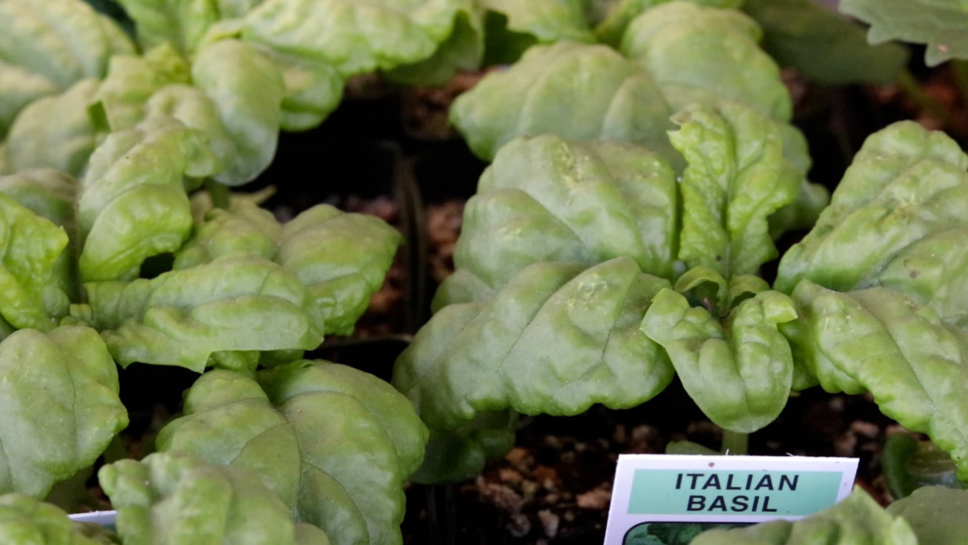 Italian Basil