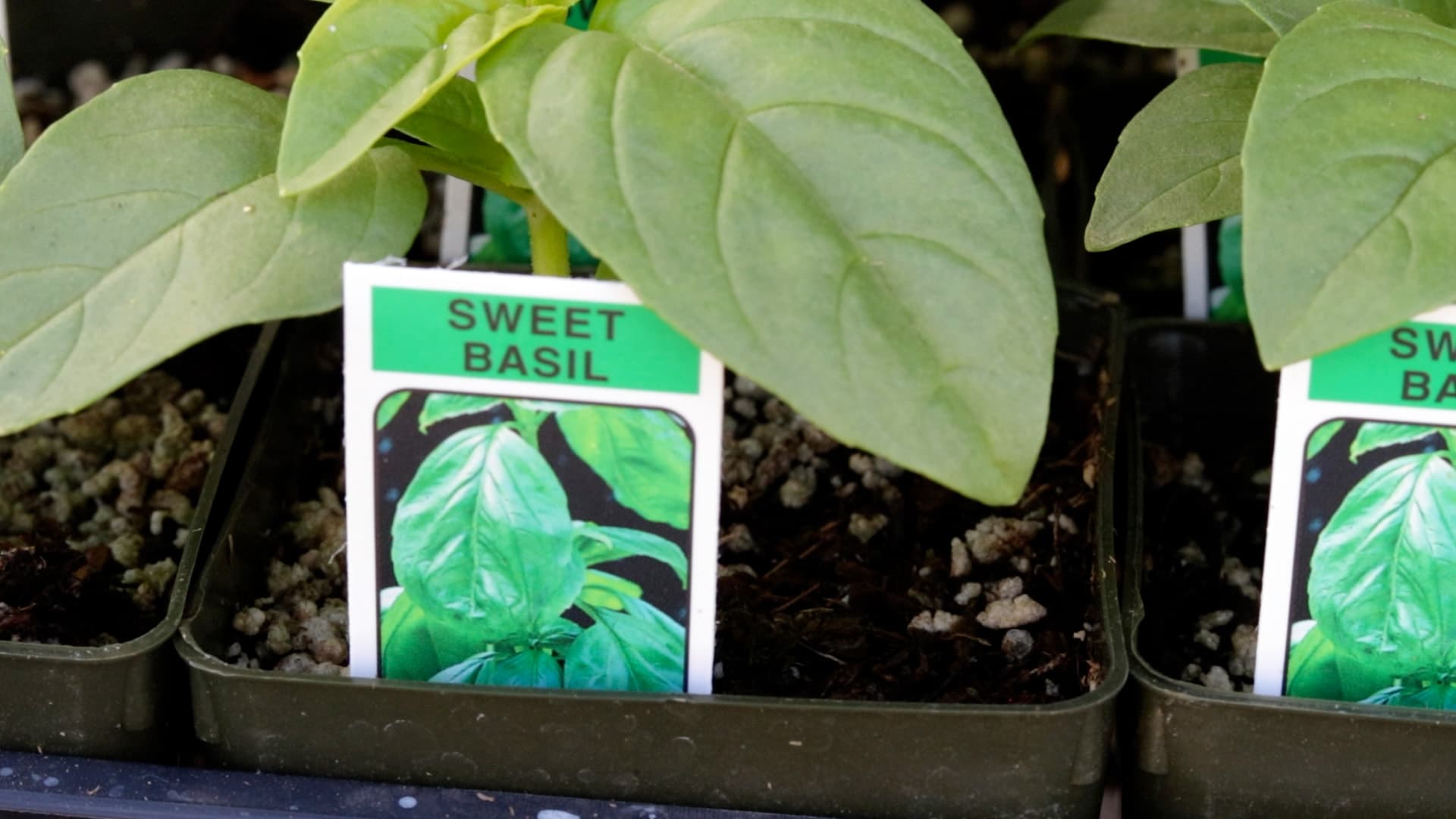 Sweet Basil