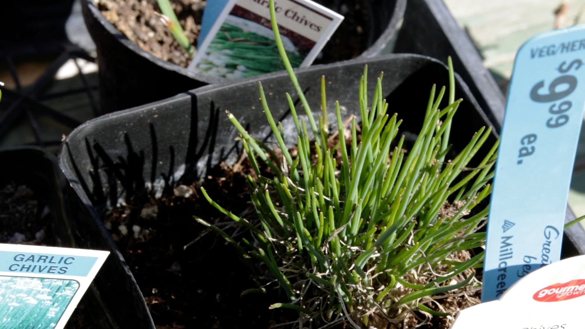 Chives