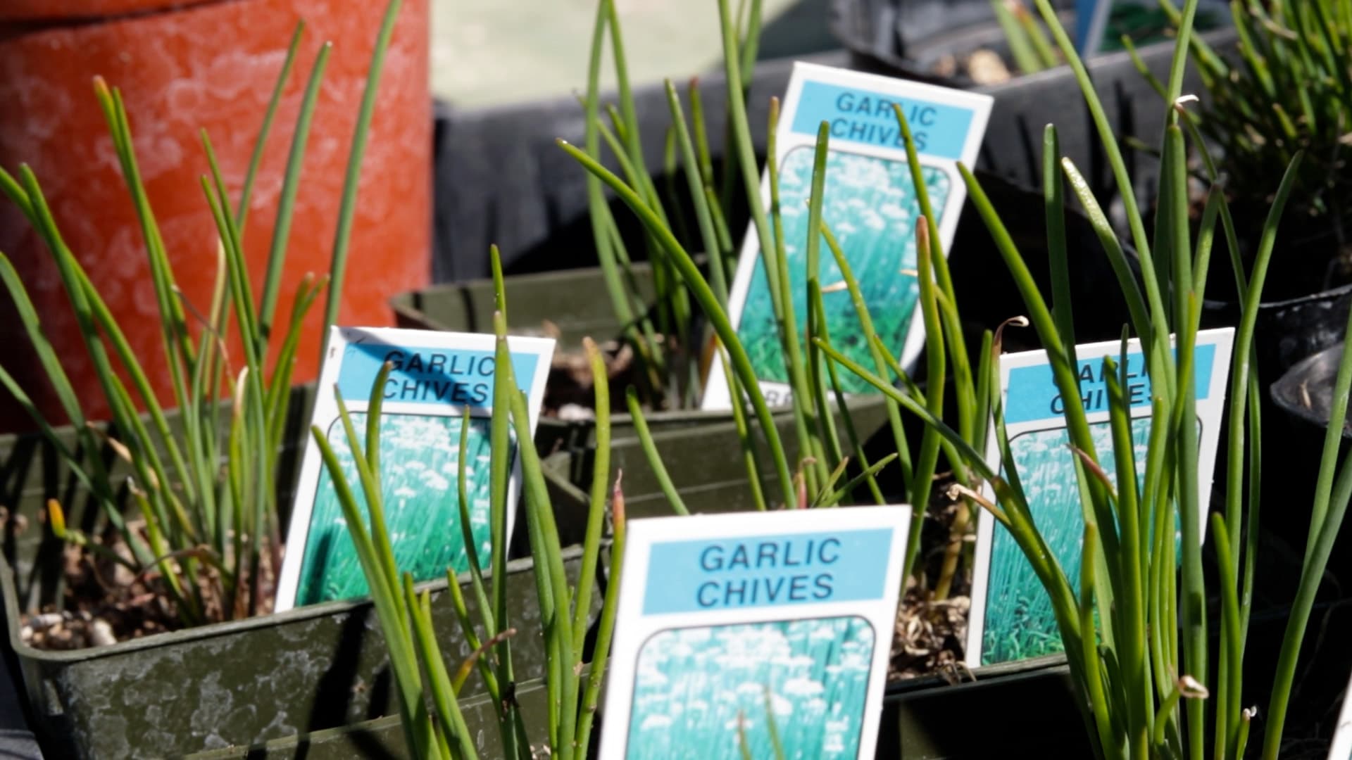 Garlic Chives