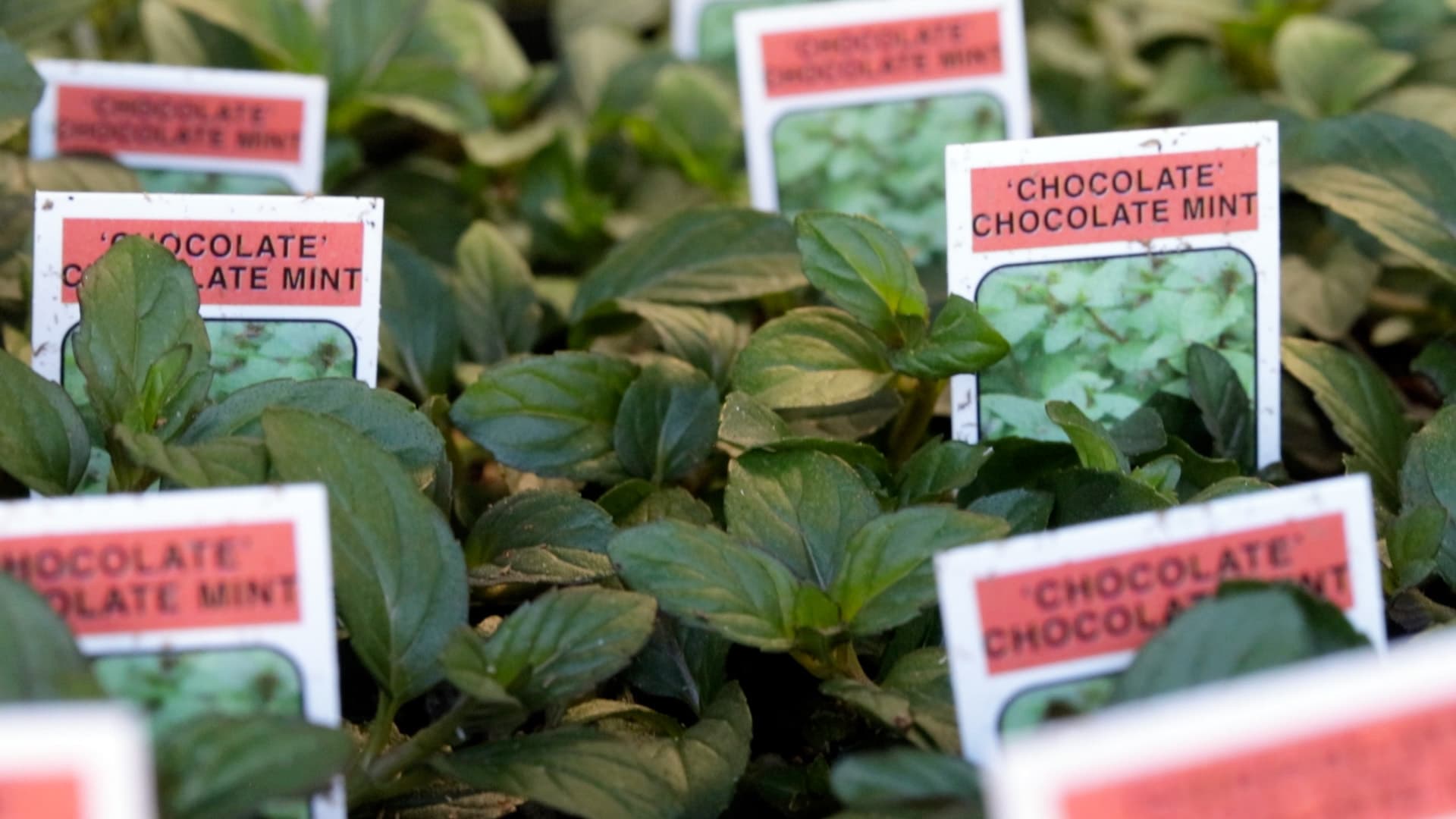 Chocolate Mint