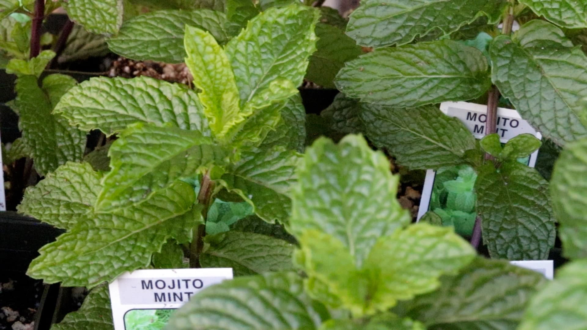 Mojito Mint