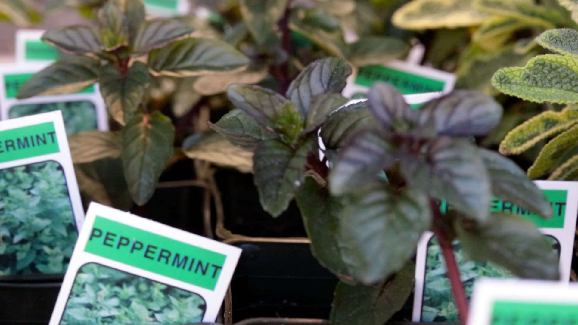 Peppermint