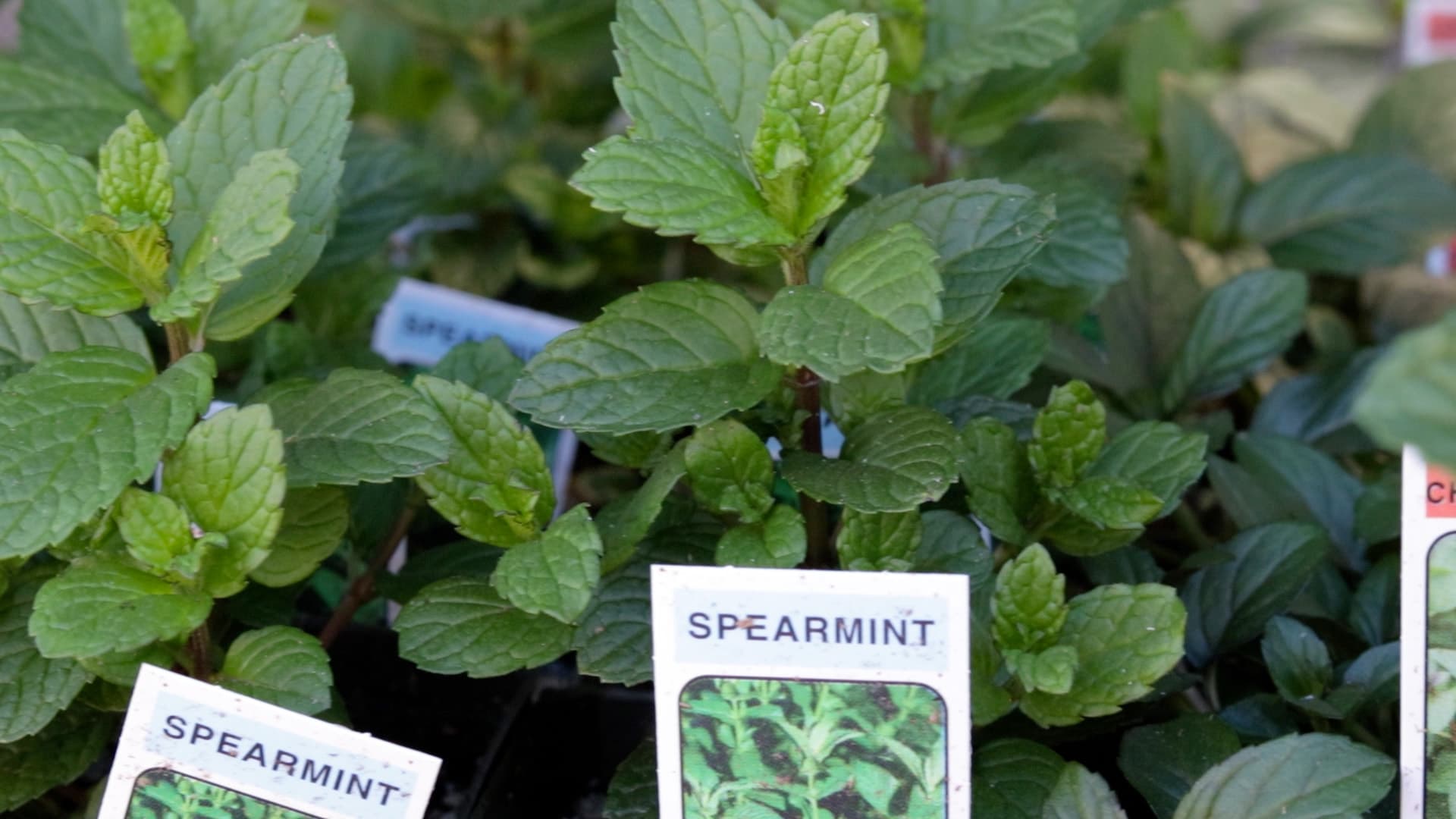 Spearmint