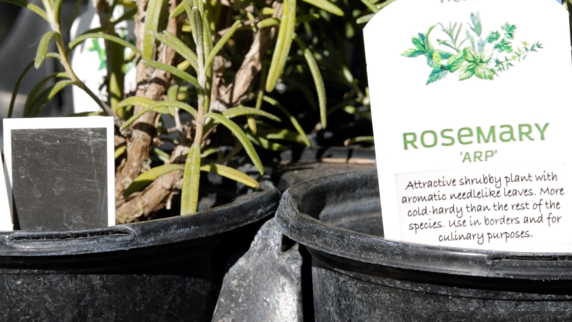 Rosemary