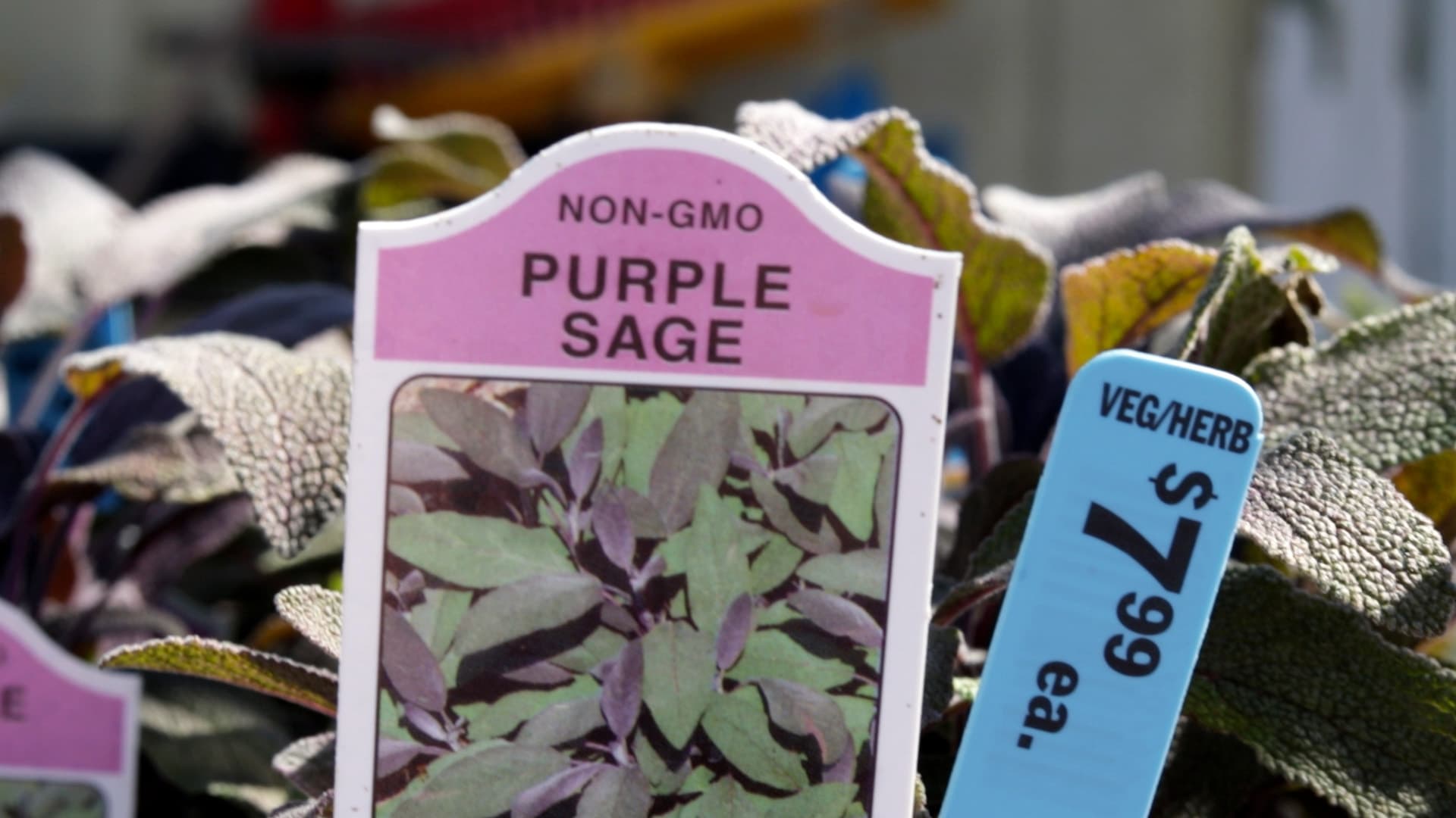 Sage
