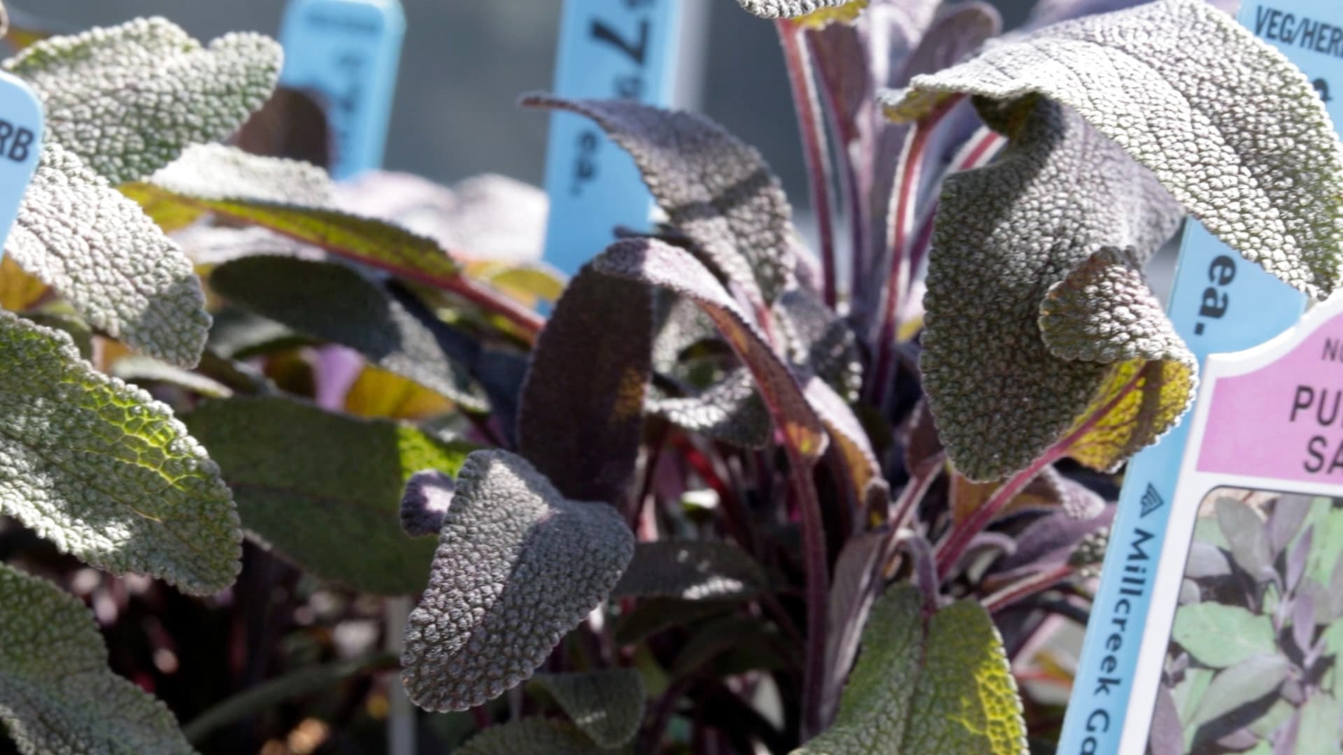 Purple Sage