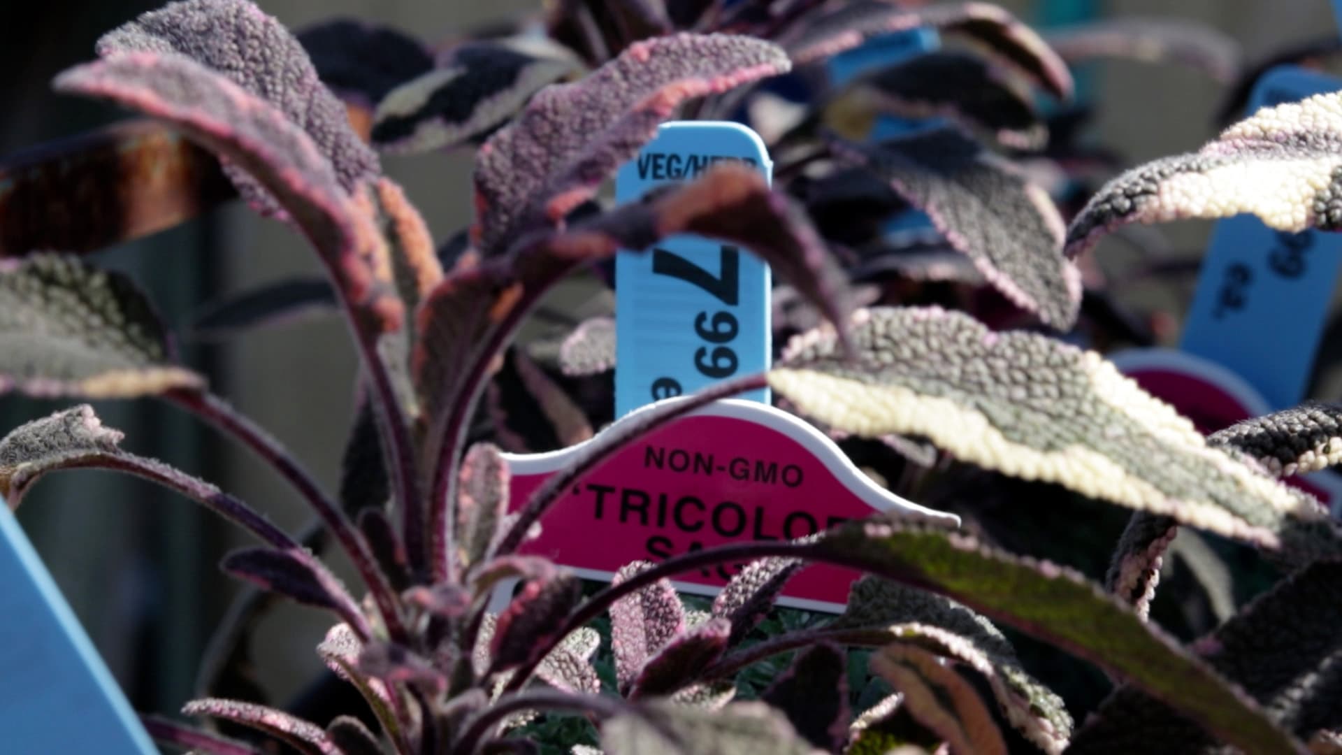 Tricolor Sage