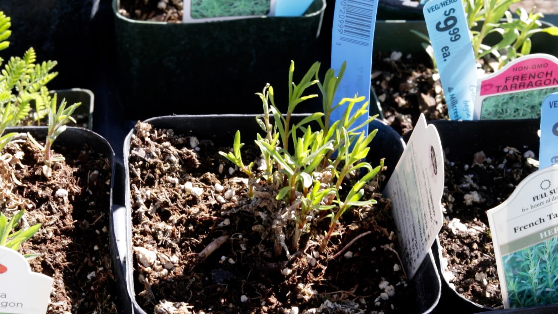 Tarragon