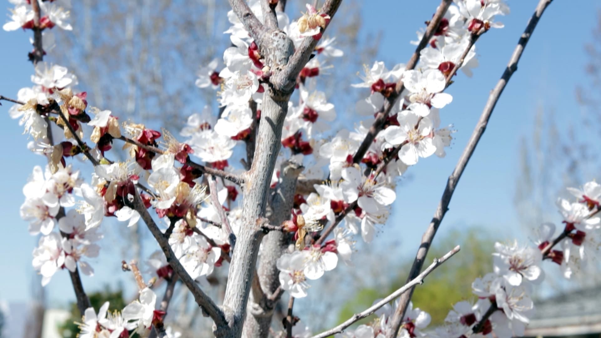 How to Prune Stone Fruit Trees (Peaches, Apricots, Cherries for Utah)