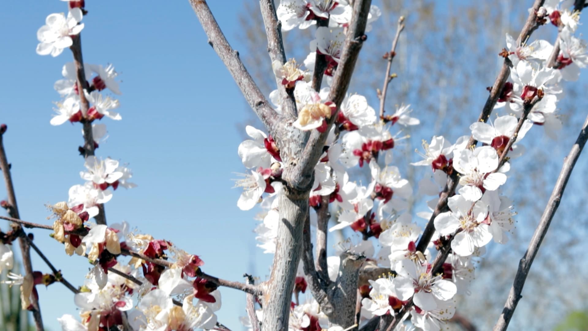Young apricot tree