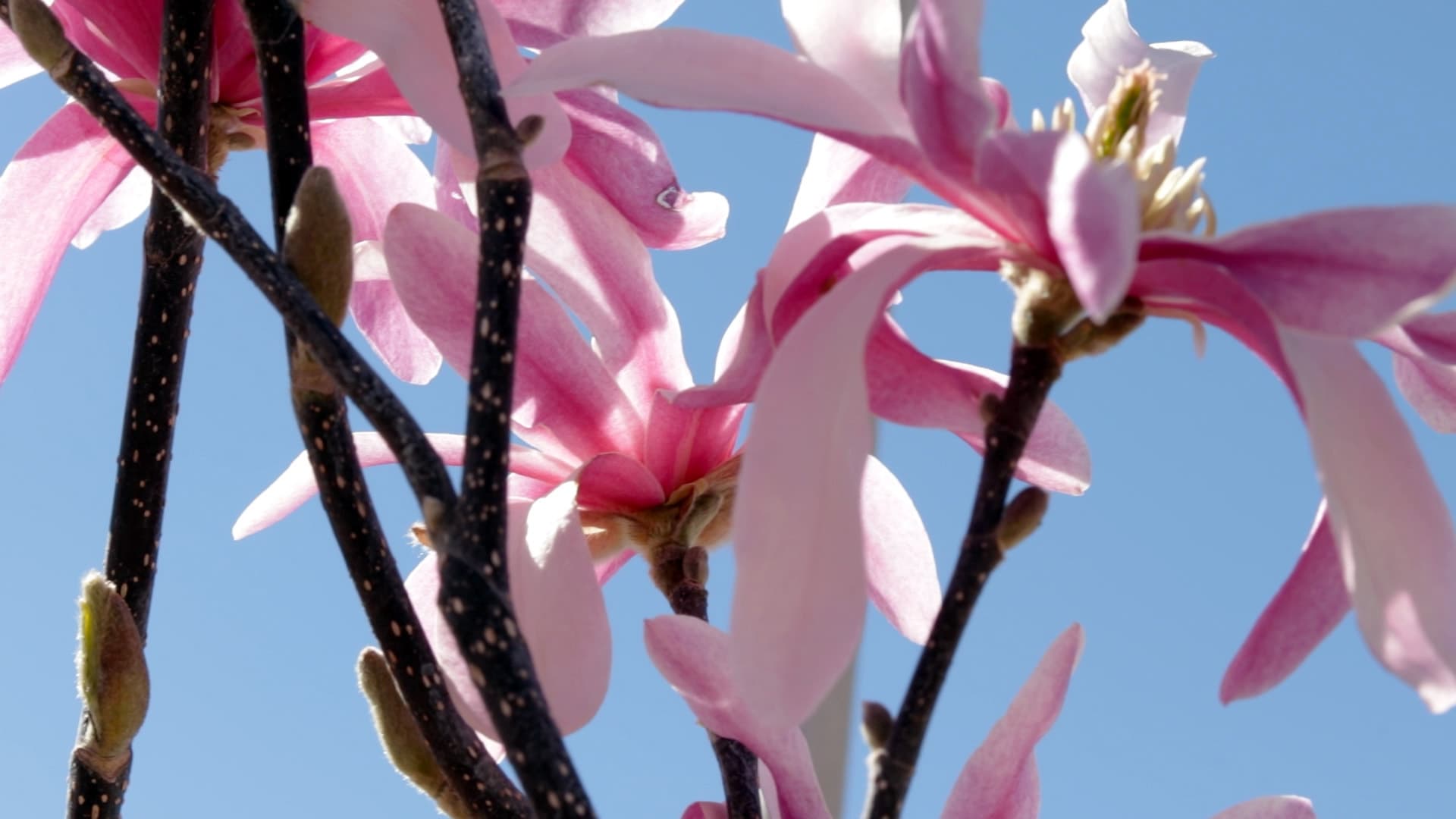 Magnolia Leonard Messel in bloom