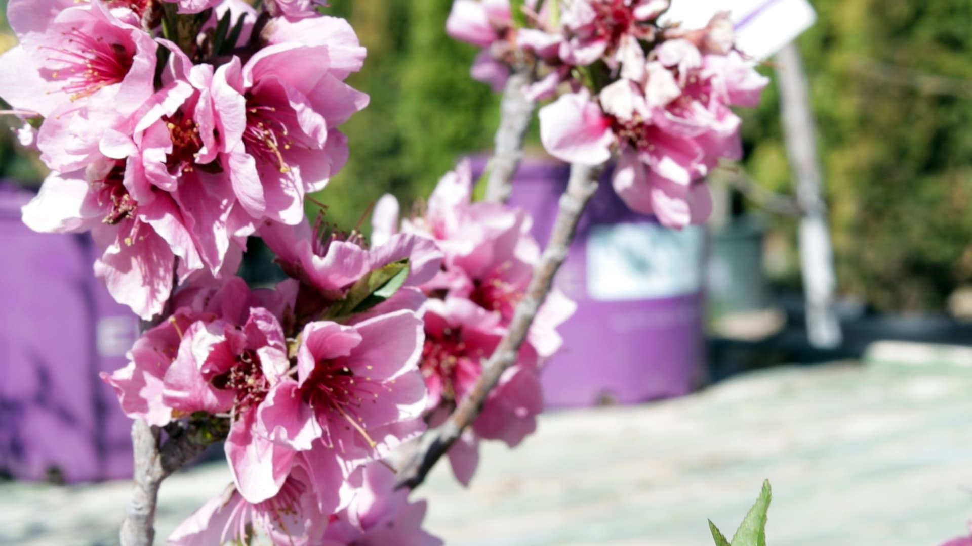 Young nectarine tree