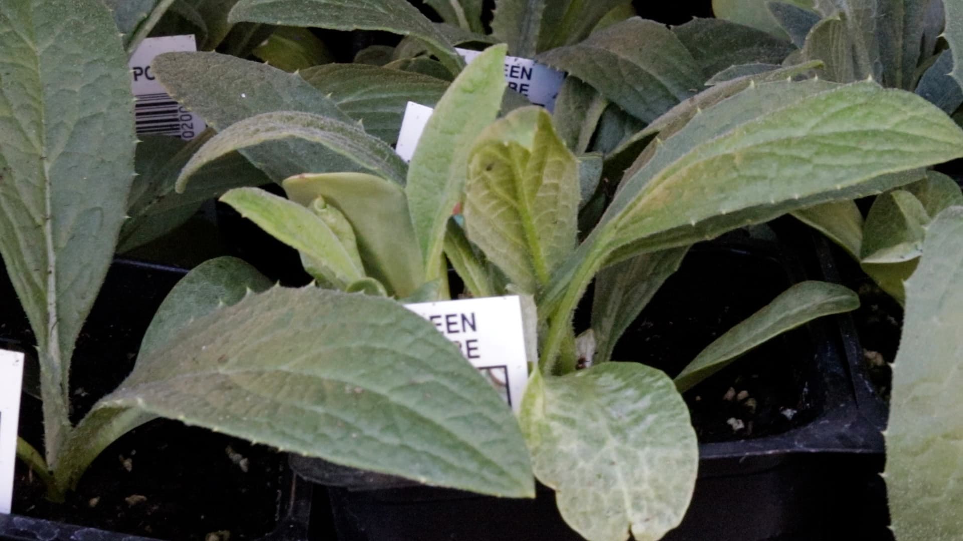 Artichoke start