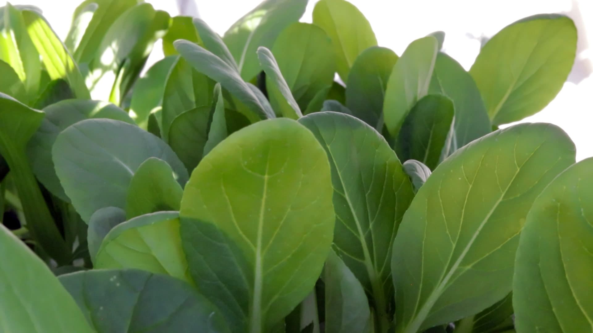 Bok Choi