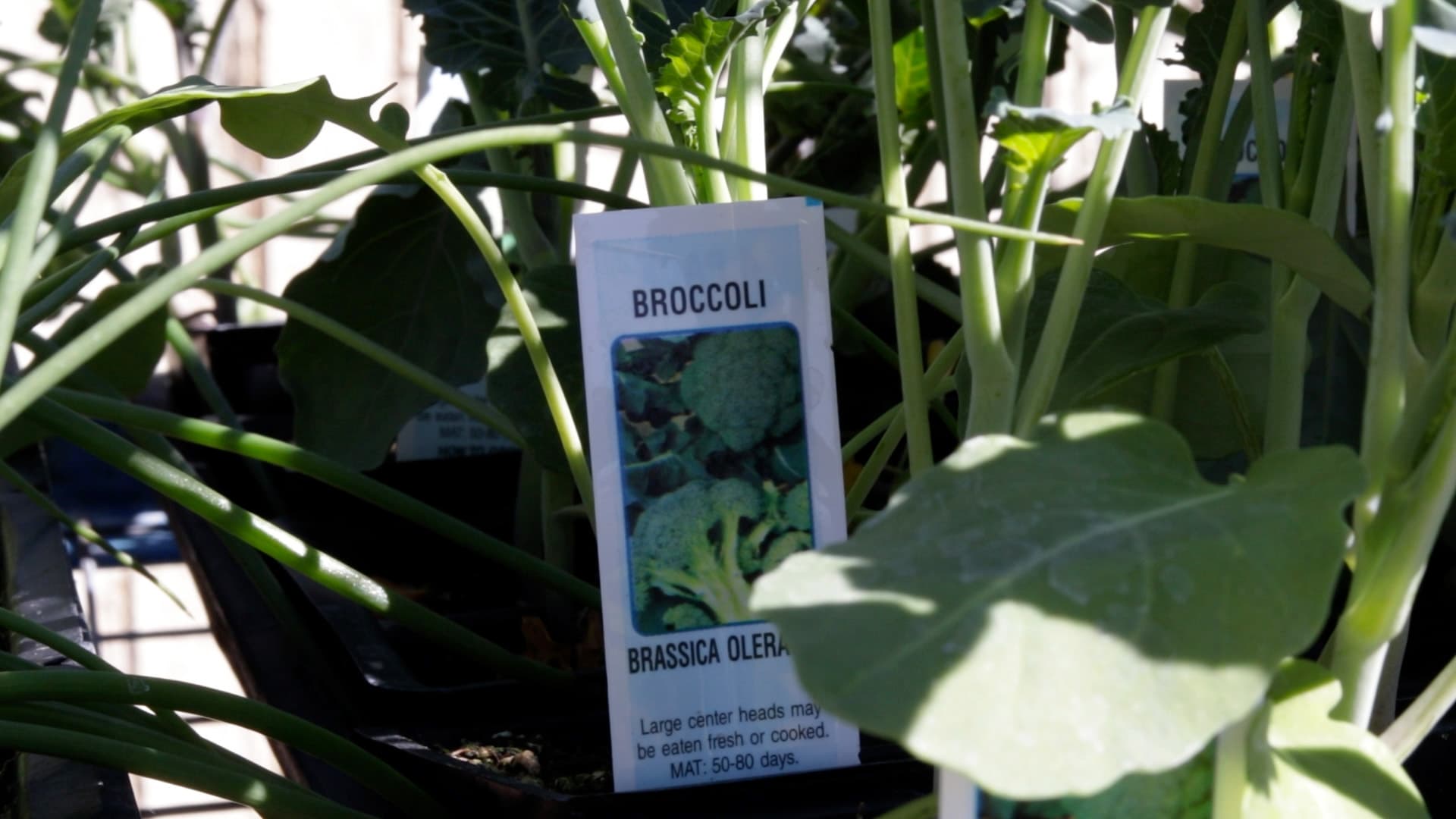 Broccoli