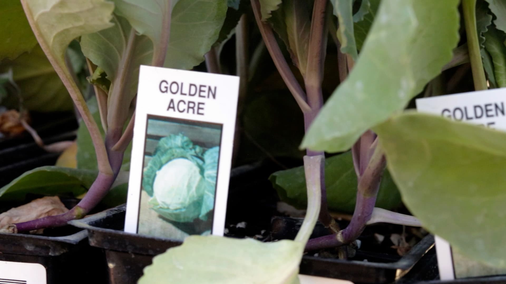 Cabbage