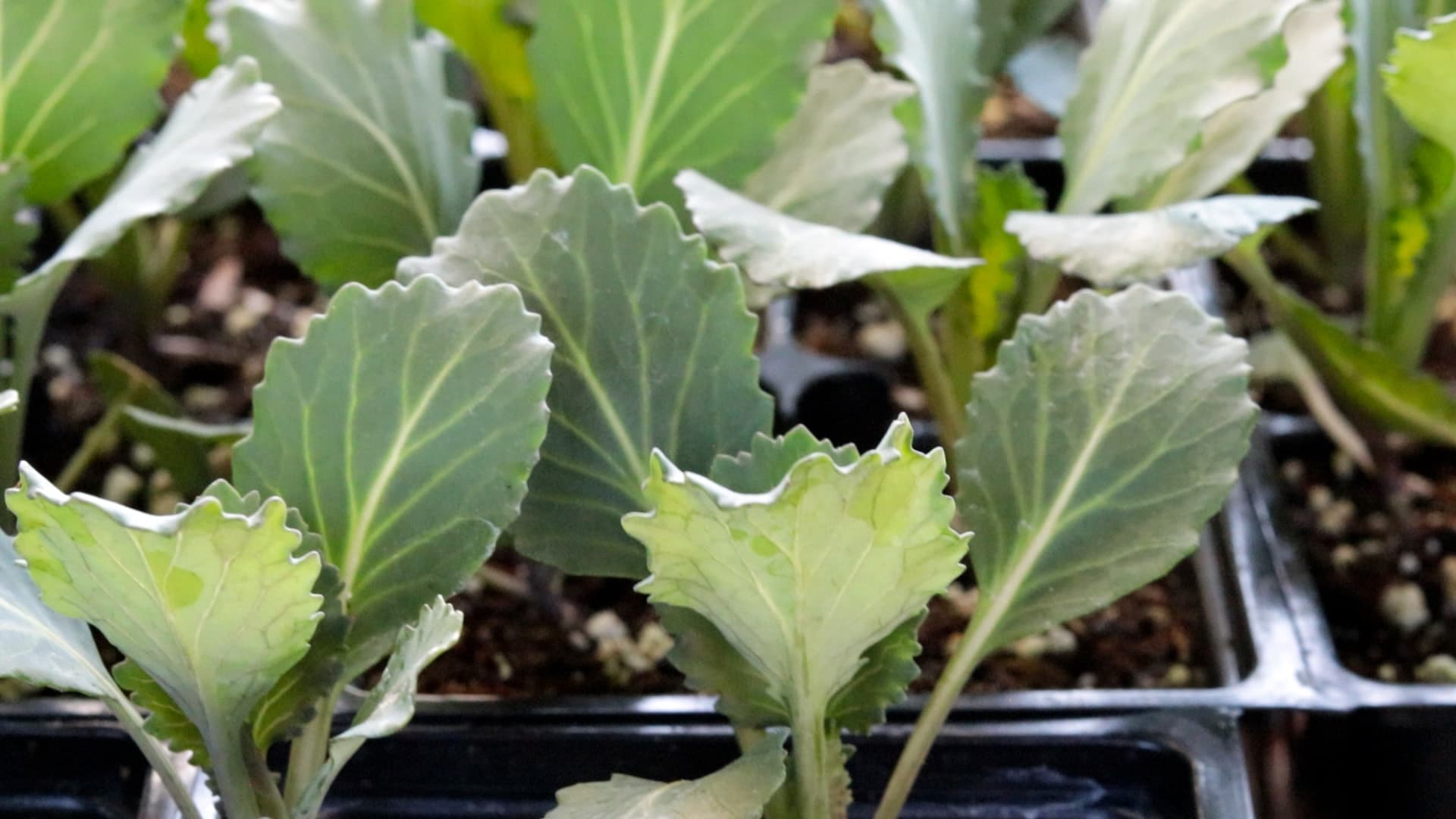 How to Make Compost in High Desert (Beat the Dryness & Cold)