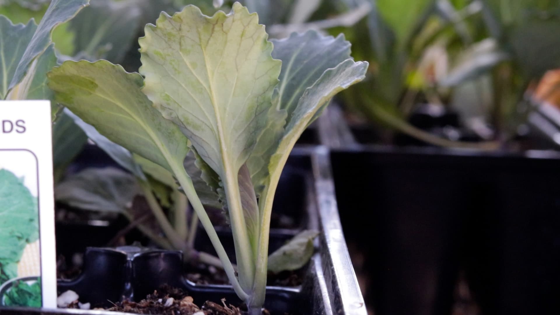 Collards
