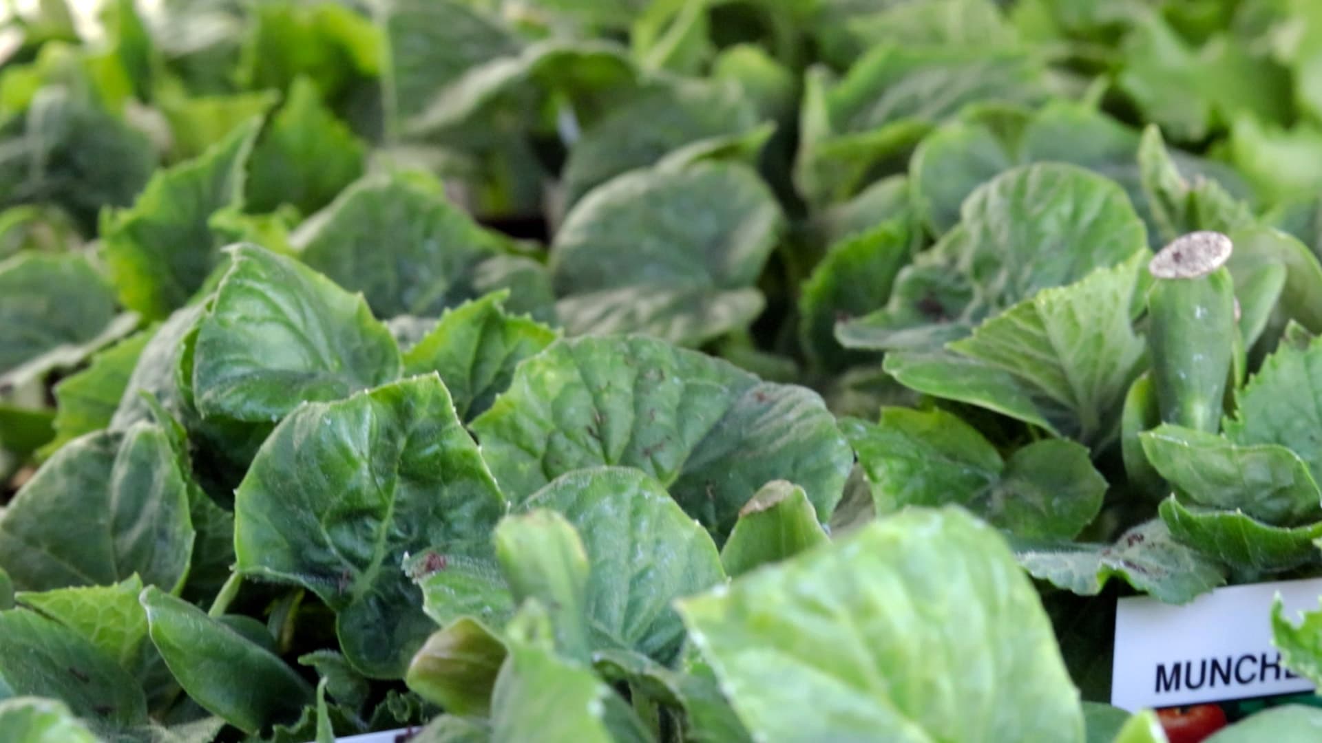 How to Set Up Drip Irrigation (Water Smarter, Not More)